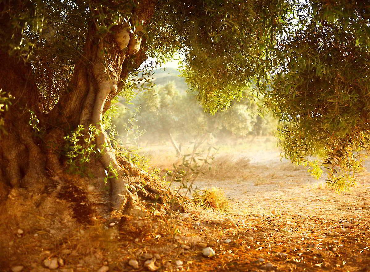 Olive Tree Wallpapers Wallpaper Cave