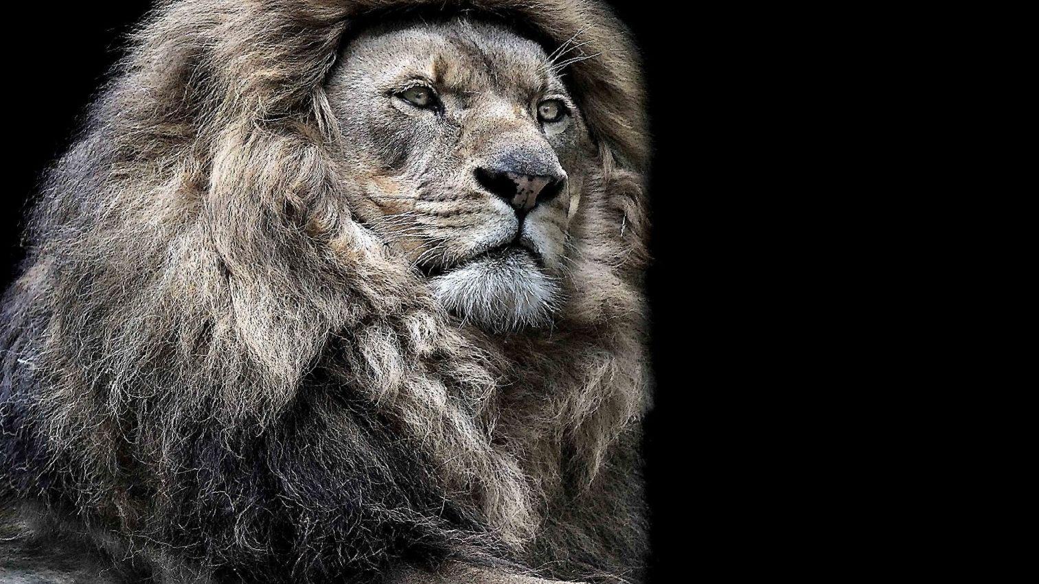 Lion 4k Wallpapers Wallpaper Cave