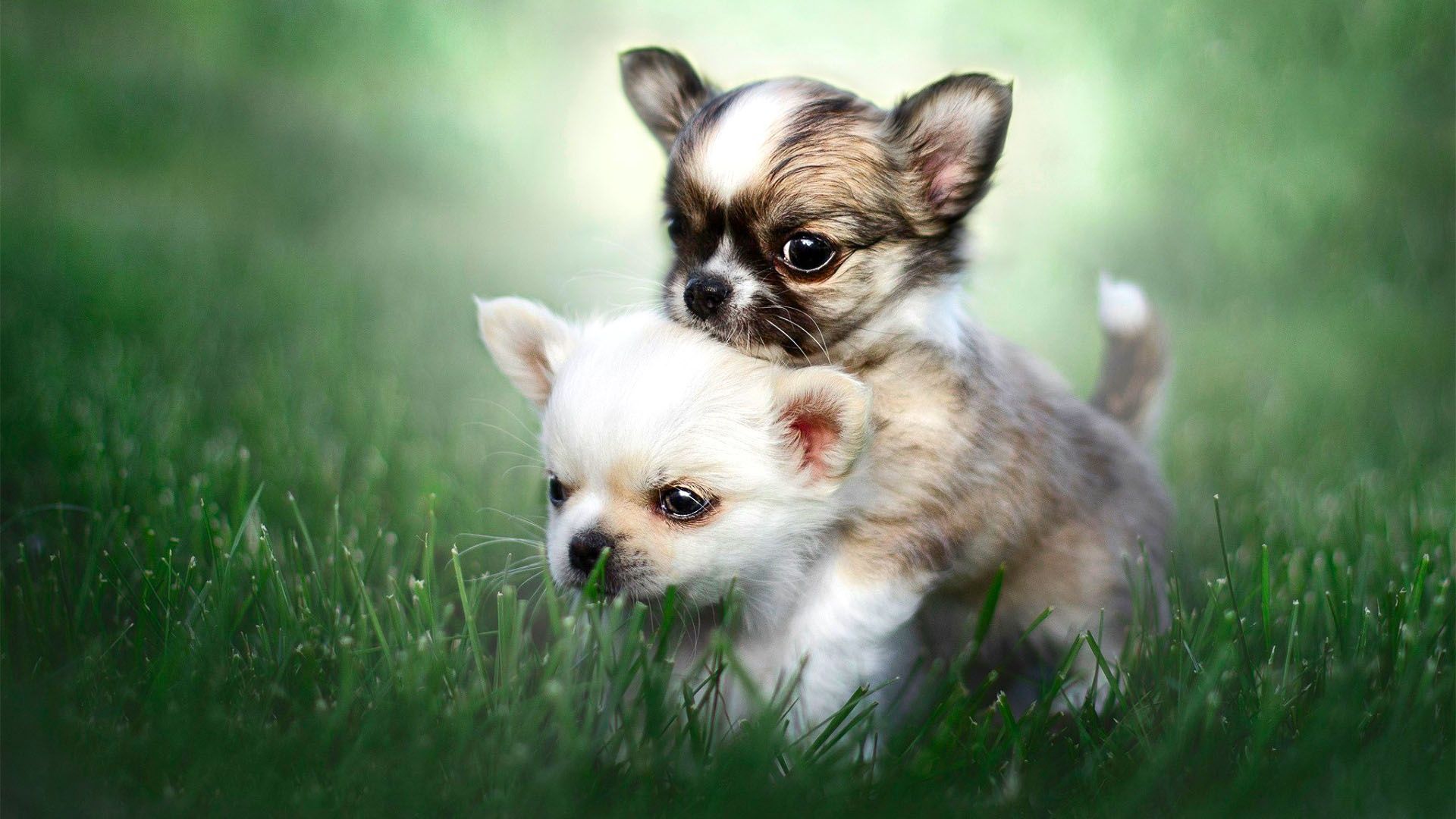 Animal Chihuahua HD Wallpapers Wallpaper Cave