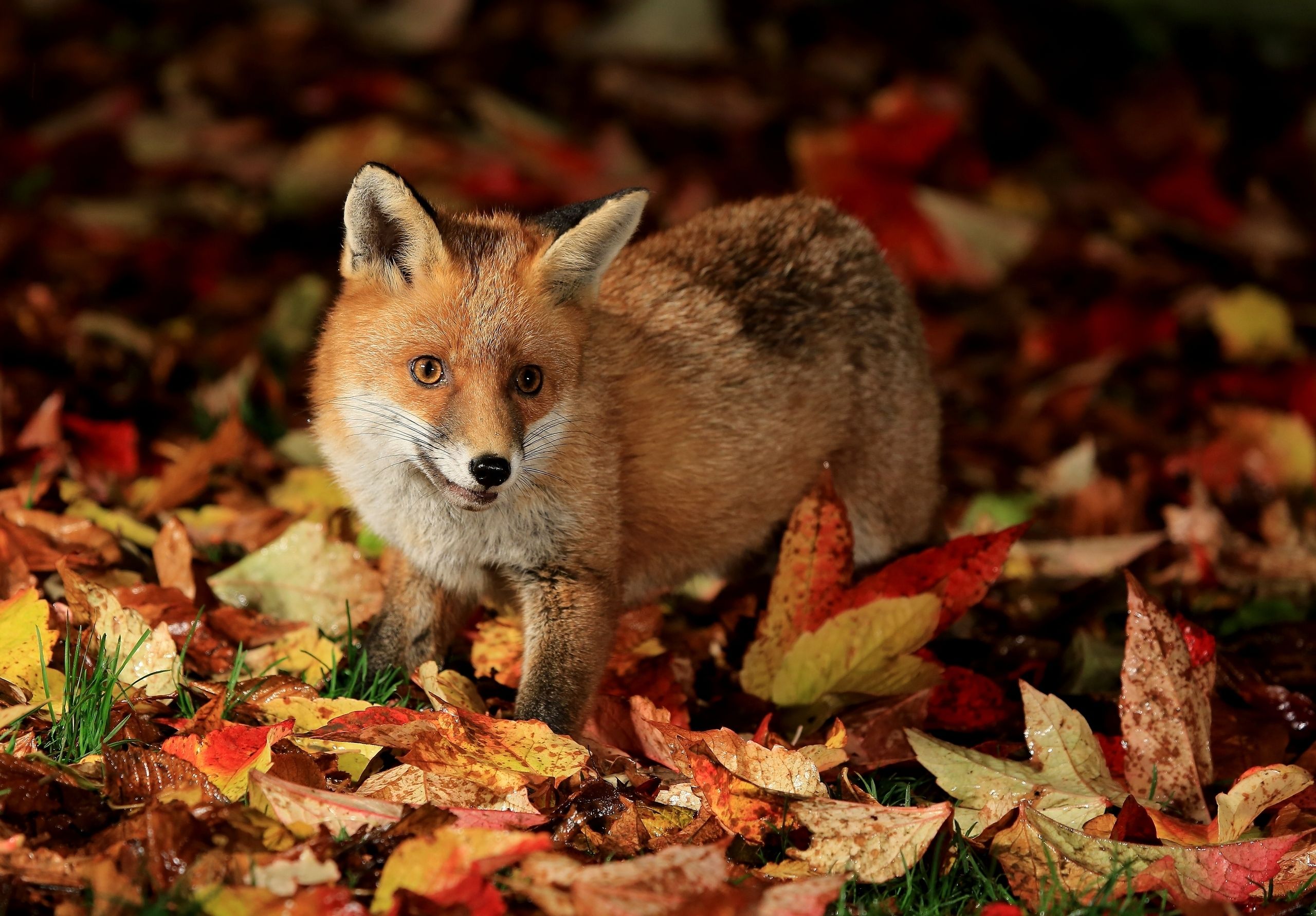 Autumn Fox Wallpapers Wallpaper Cave