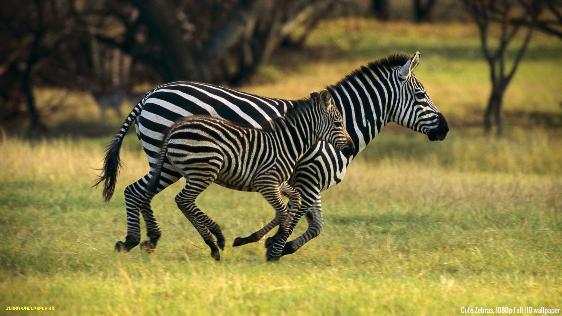 Animal Zebra HD Wallpapers Wallpaper Cave
