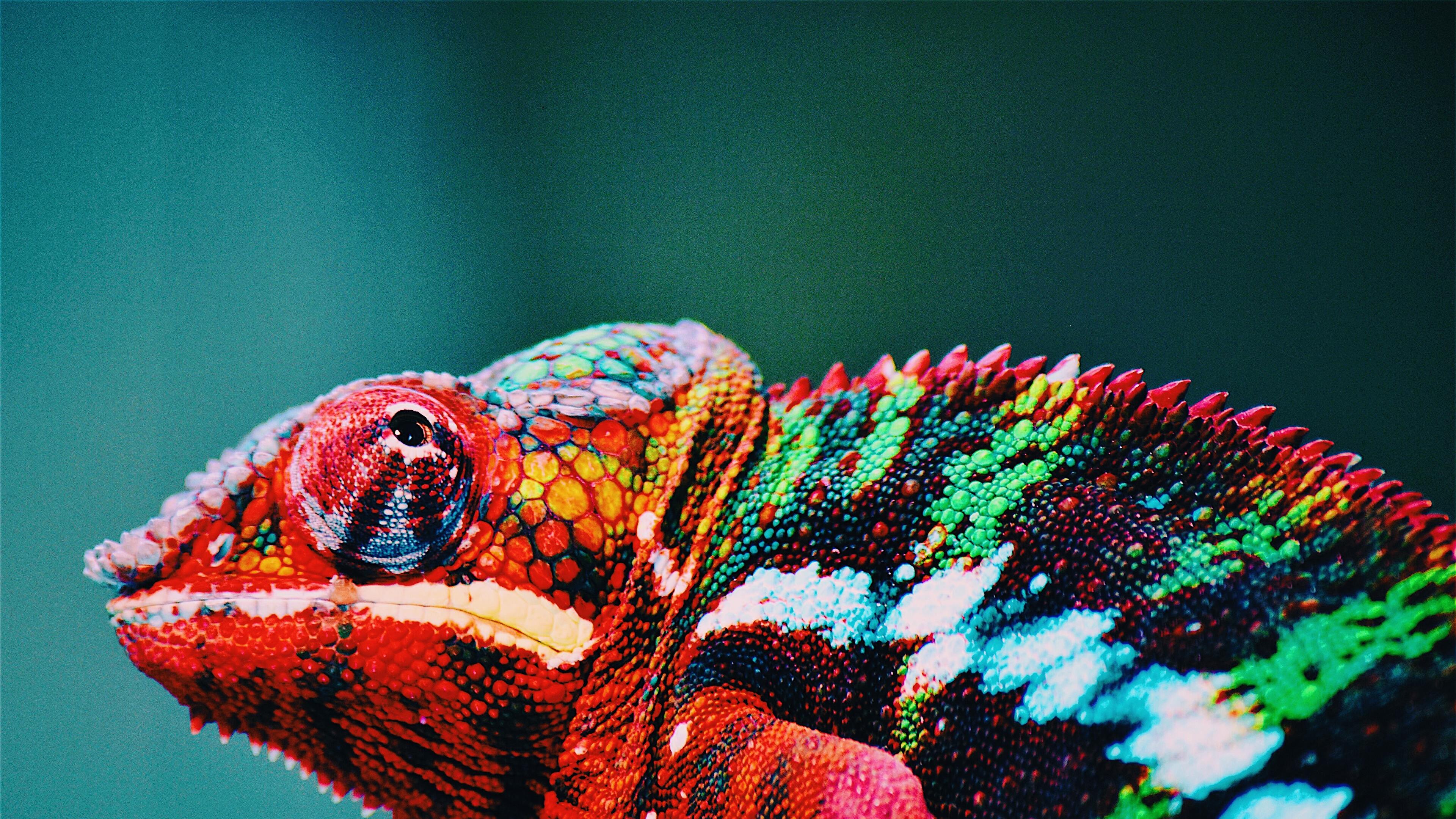 Animal Chameleon Forest HD Wallpapers Wallpaper Cave