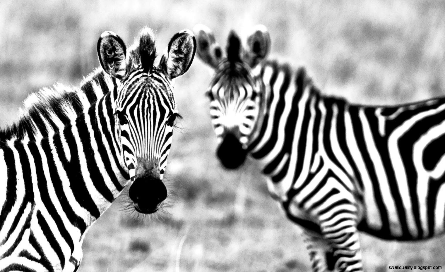Animal Zebra HD Wallpapers Wallpaper Cave