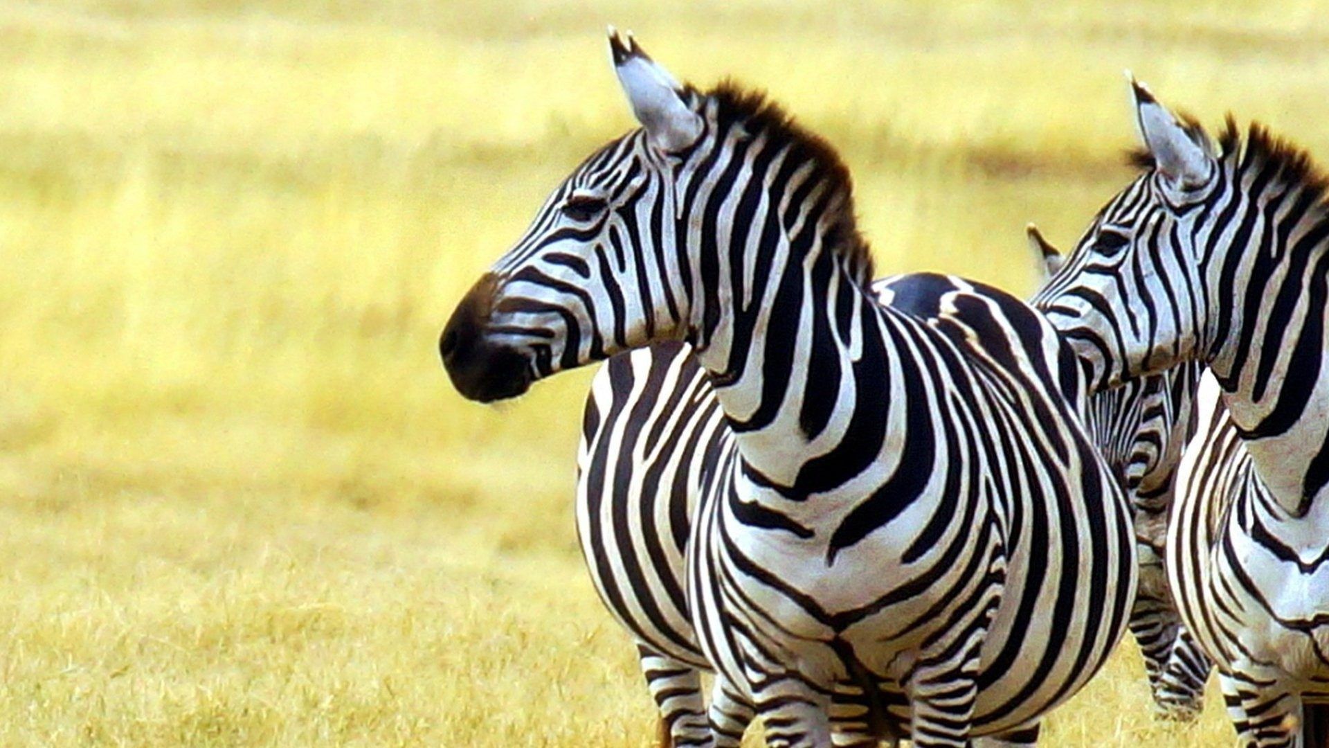 Animal Zebra HD Wallpapers Wallpaper Cave
