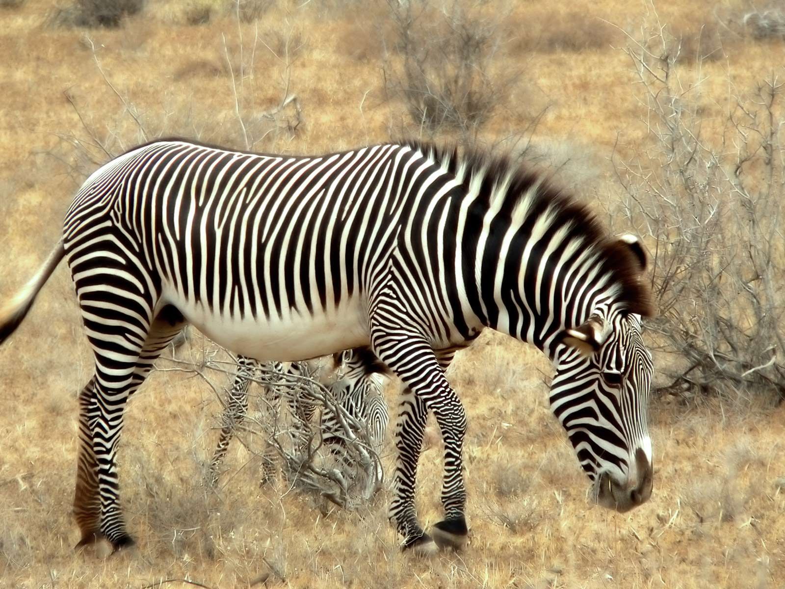 Animal Zebra HD Wallpapers Wallpaper Cave