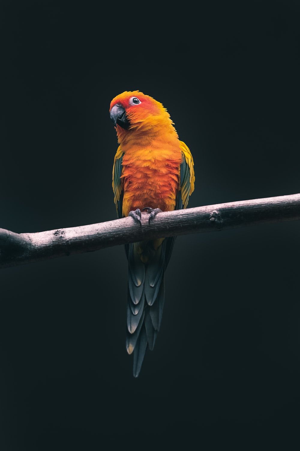 Jio Phone Parrot Wallpapers Wallpaper Cave