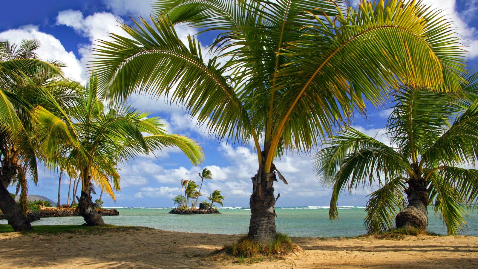 Coconut Tree Desktop Wallpapers Wallpaper Cave