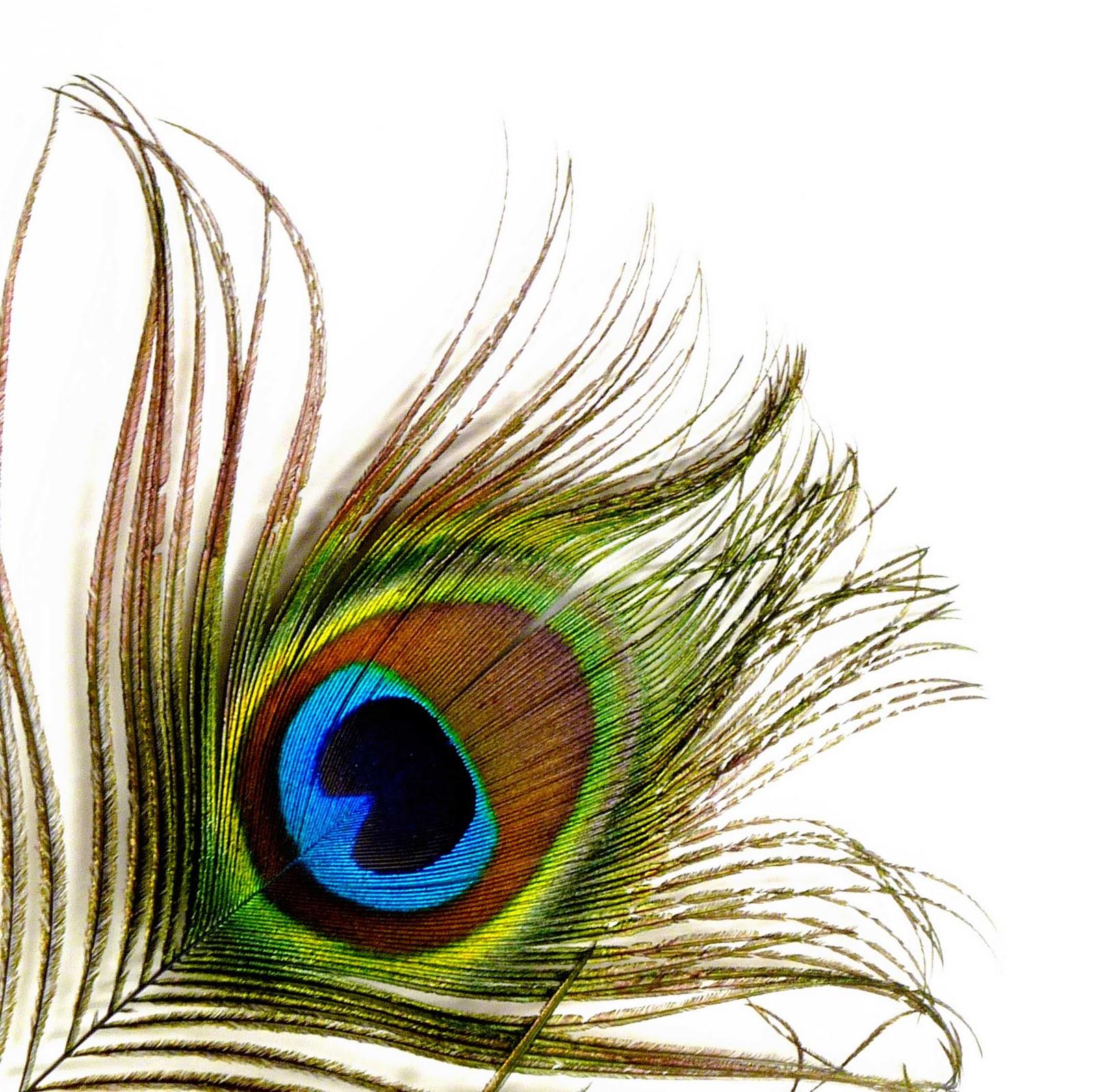 Mor Pankh Wallpapers Wallpaper Cave