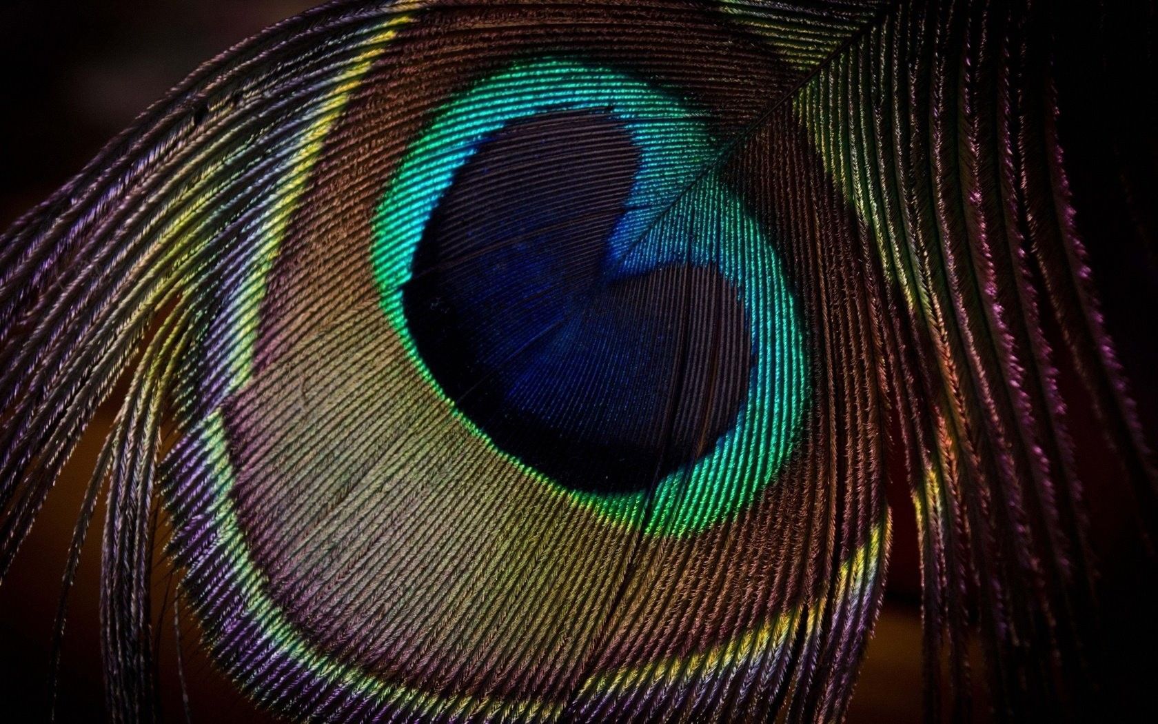 Mor Pankh Wallpapers Wallpaper Cave