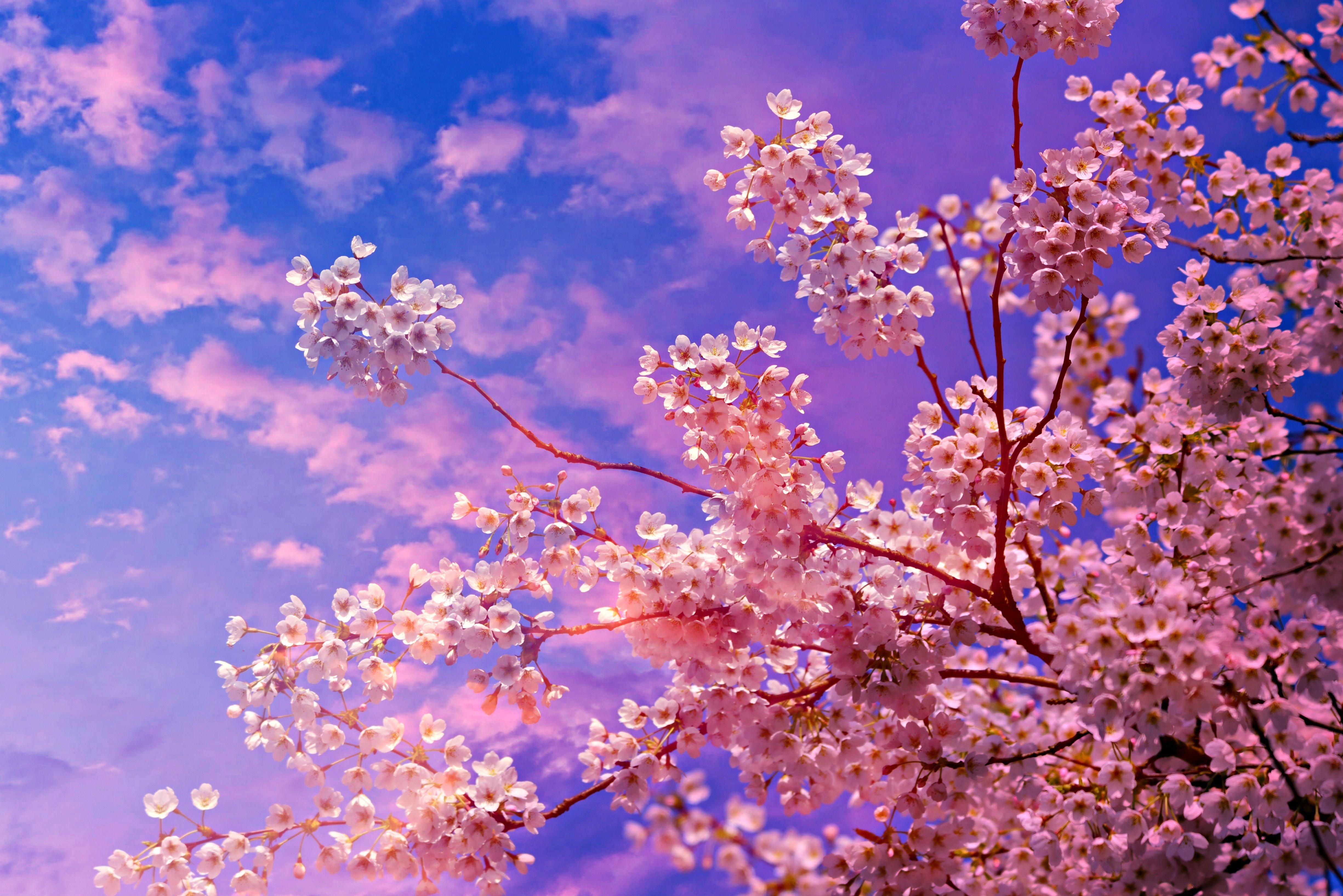 Anime Cherry Blossom 4k Wallpapers Wallpaper Cave