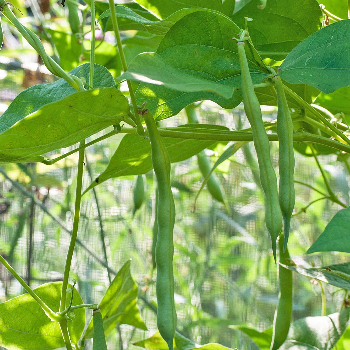 Green Bean Wallpapers Wallpaper Cave