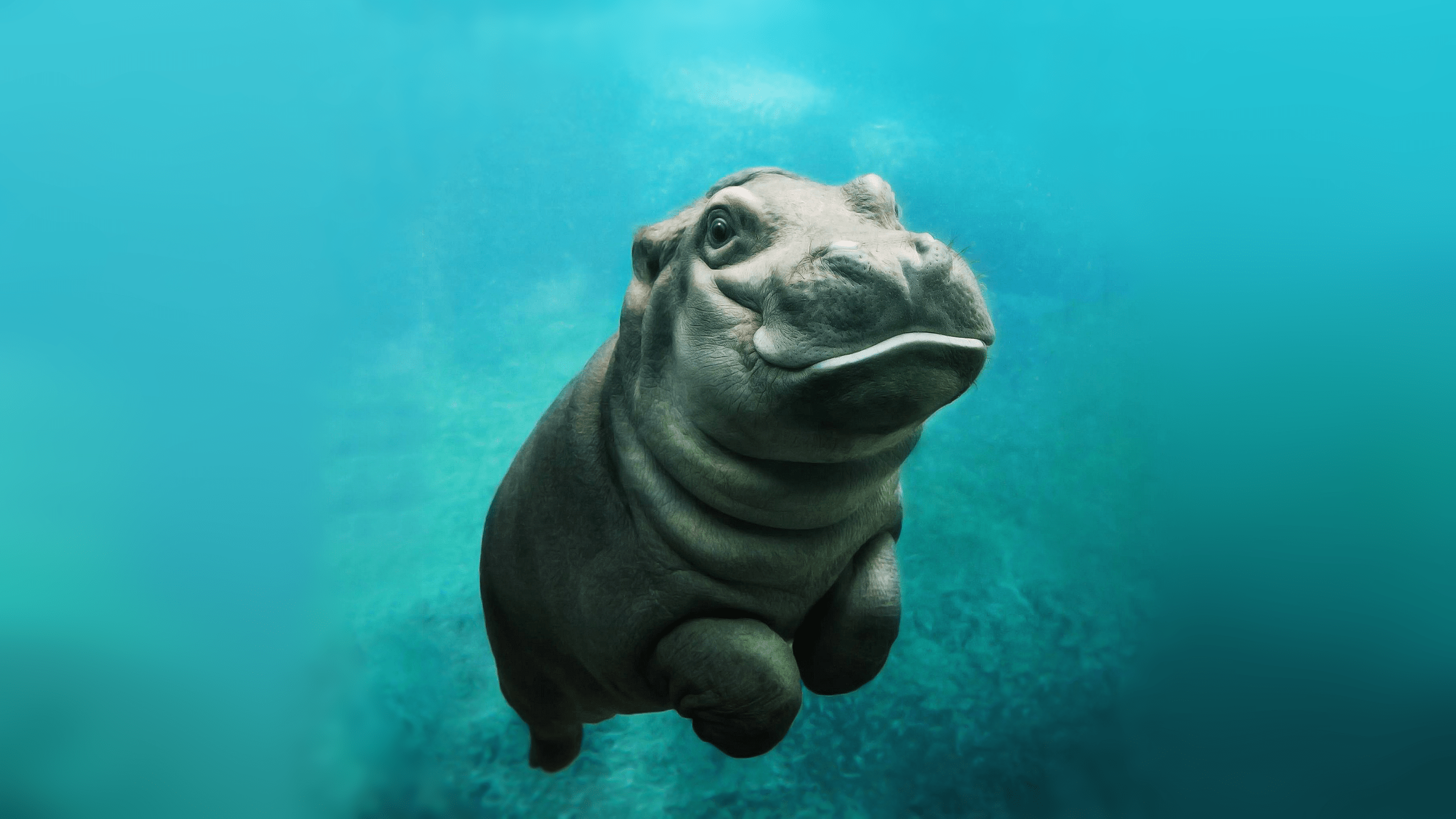 Hippos Wallpapers Wallpaper Cave