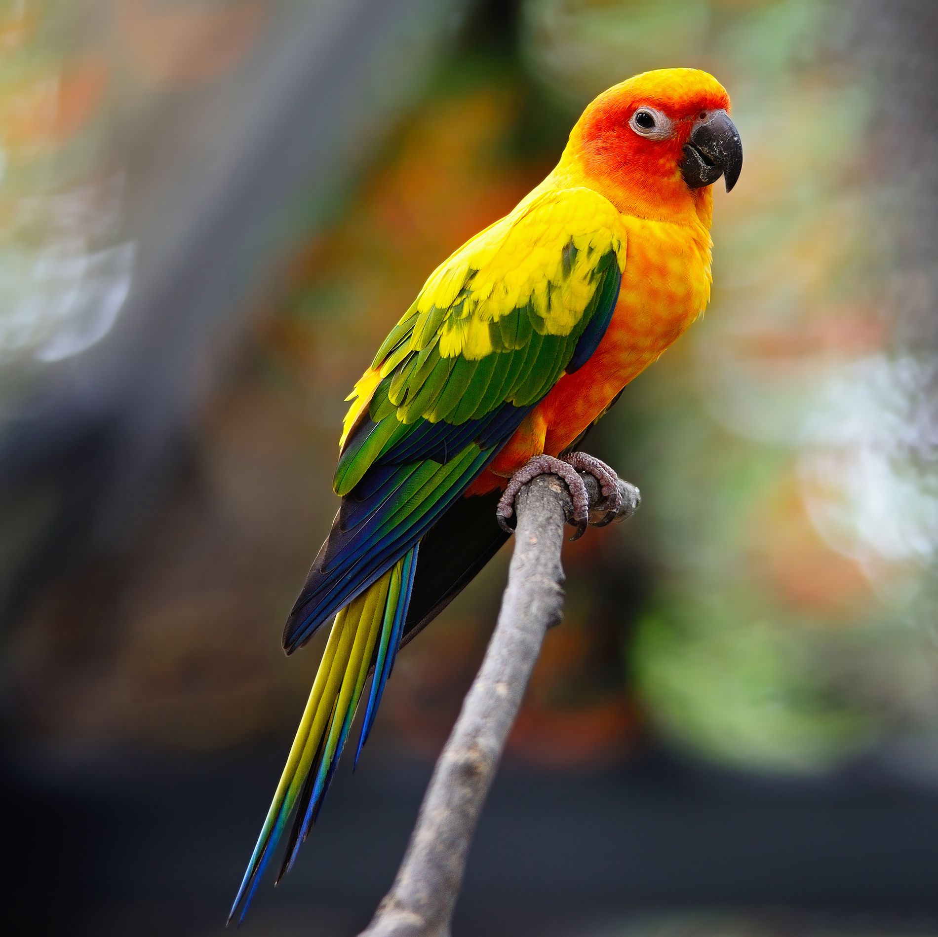 Sun Conure Wallpapers Wallpaper Cave