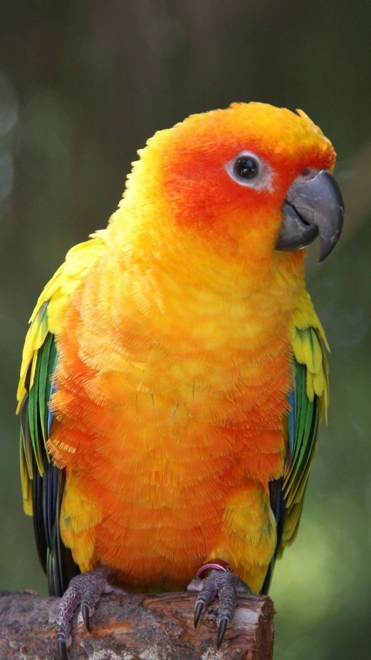 Sun Conure Wallpaper