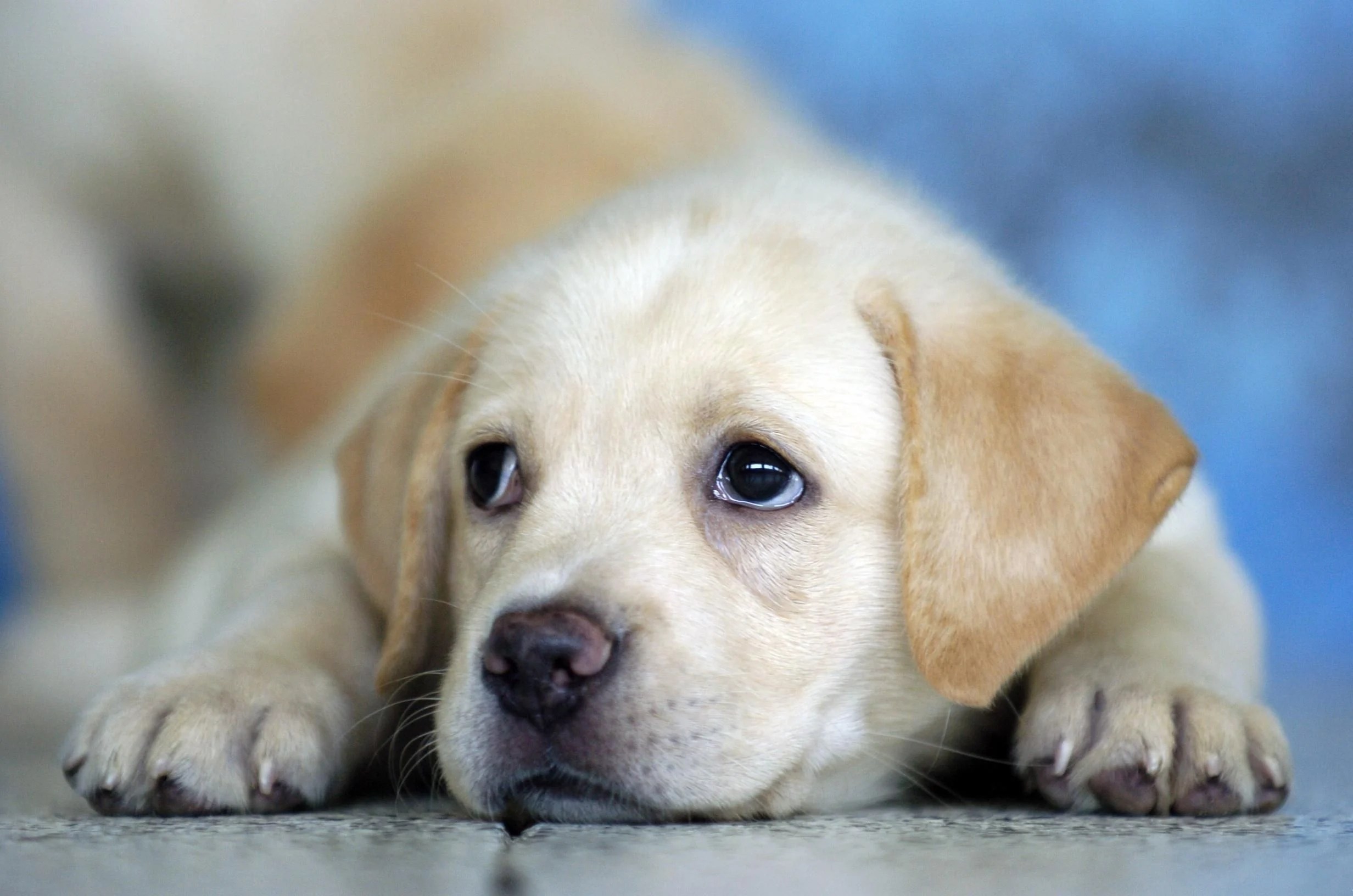 Labrador Puppy Wallpapers Wallpaper Cave