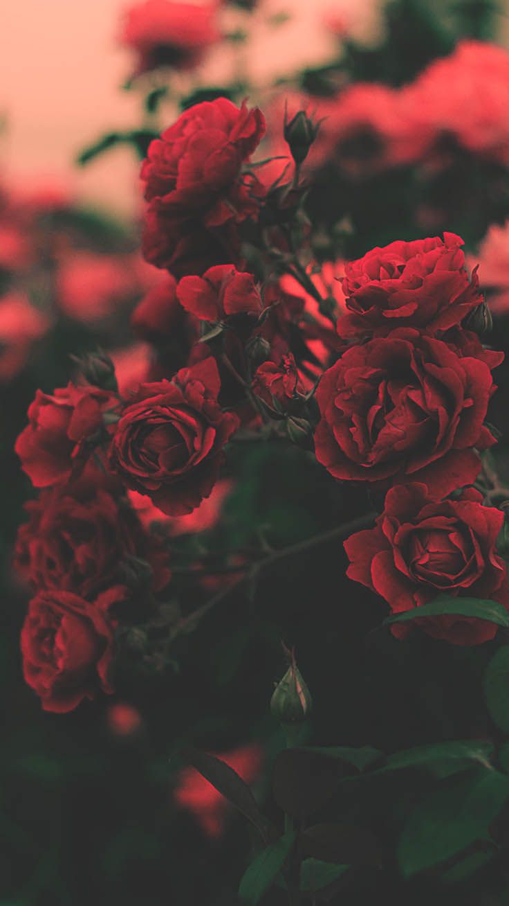 Aesthetic Red Roses Wallpapers Wallpaper Cave