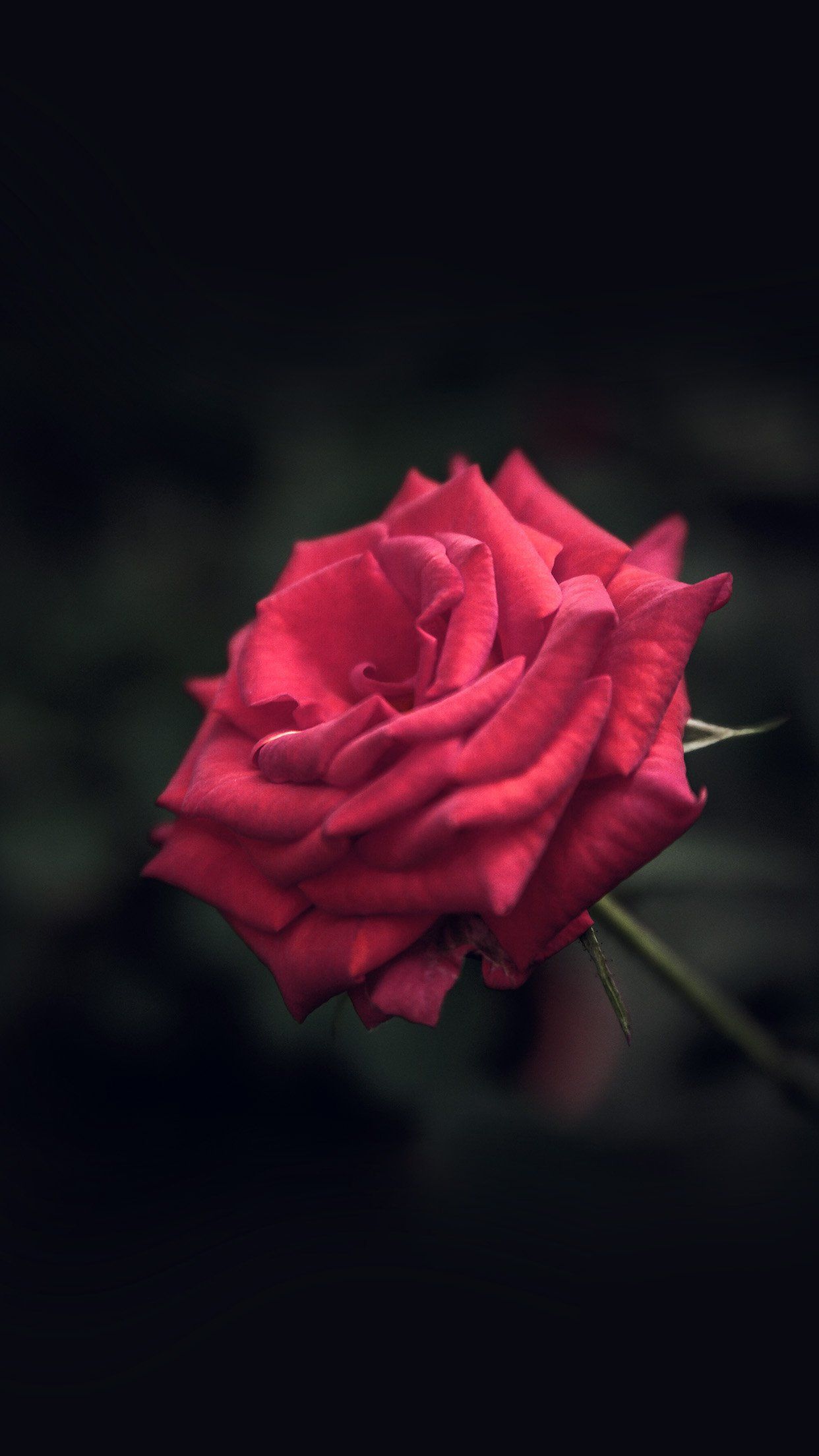Roses Android Wallpapers Wallpaper Cave