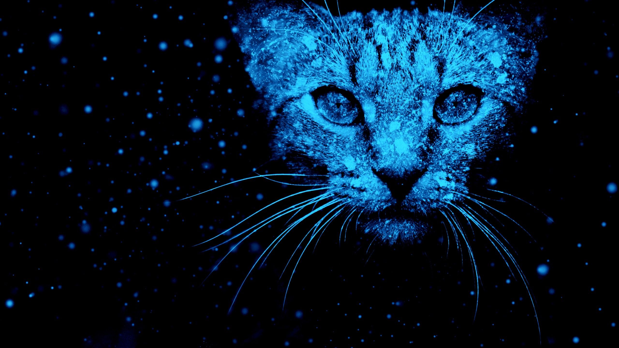 Amoled Cat Wallpapers Wallpaper Cave