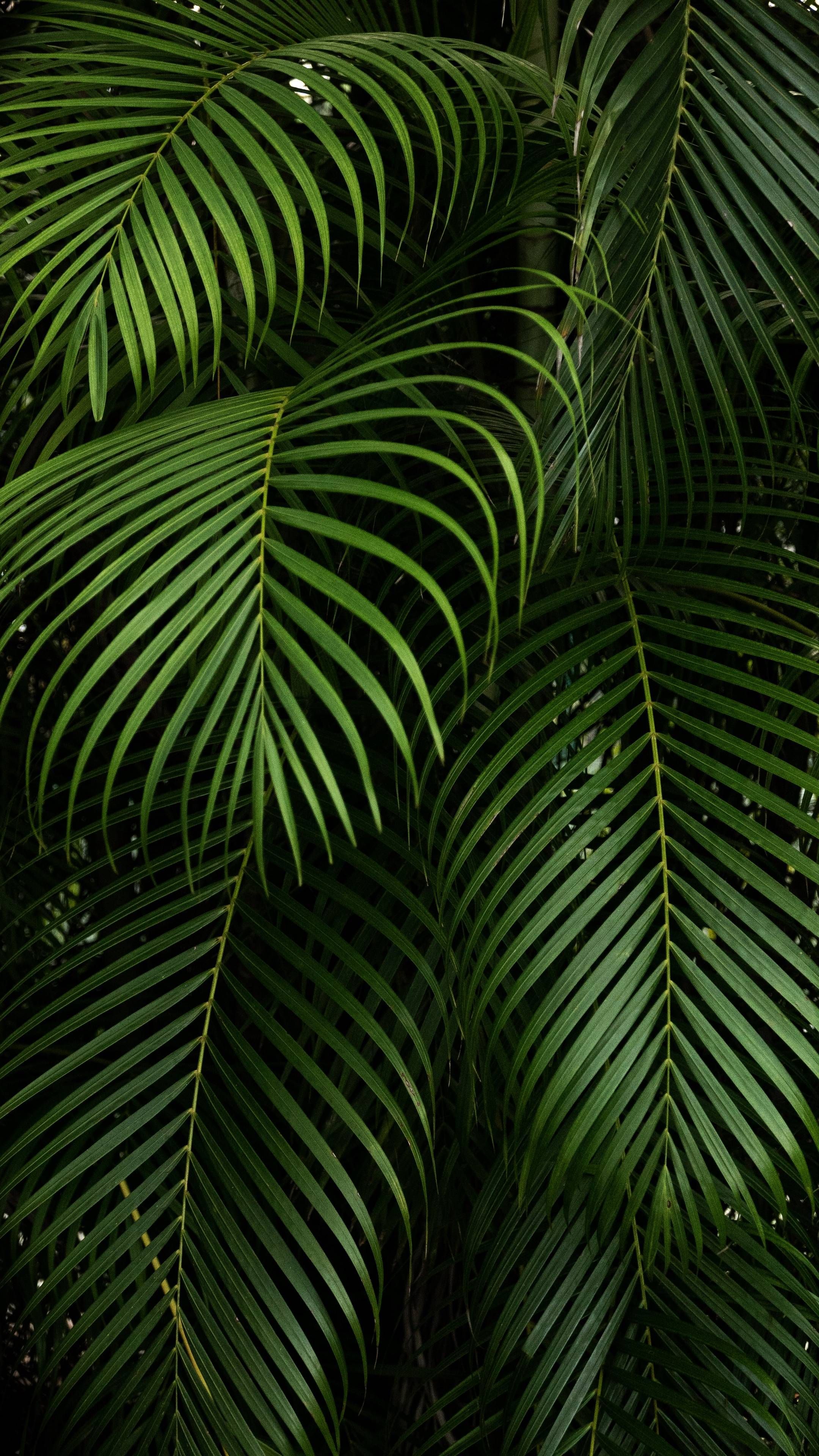 Green Plants Wallpapers Wallpaper Cave