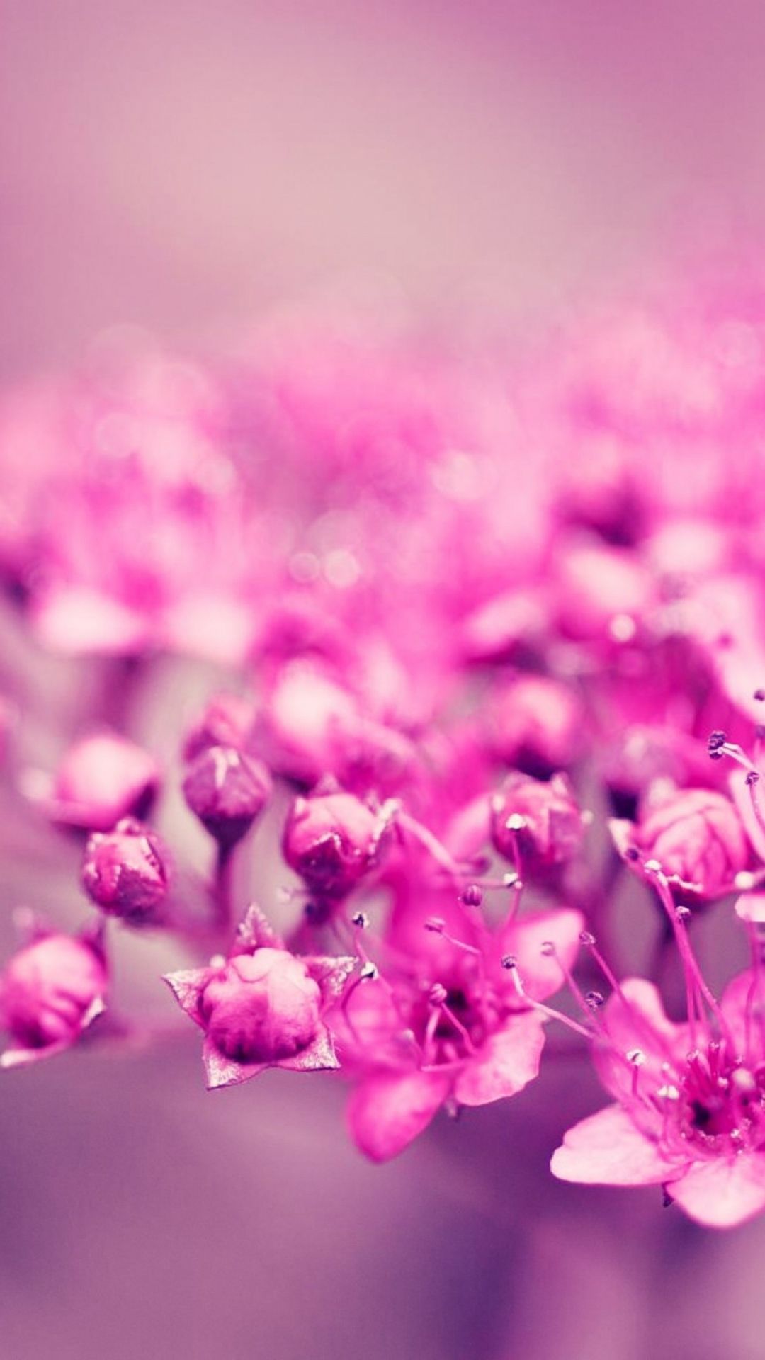 Pink Summer Flowers Wallpapers Wallpaper Cave