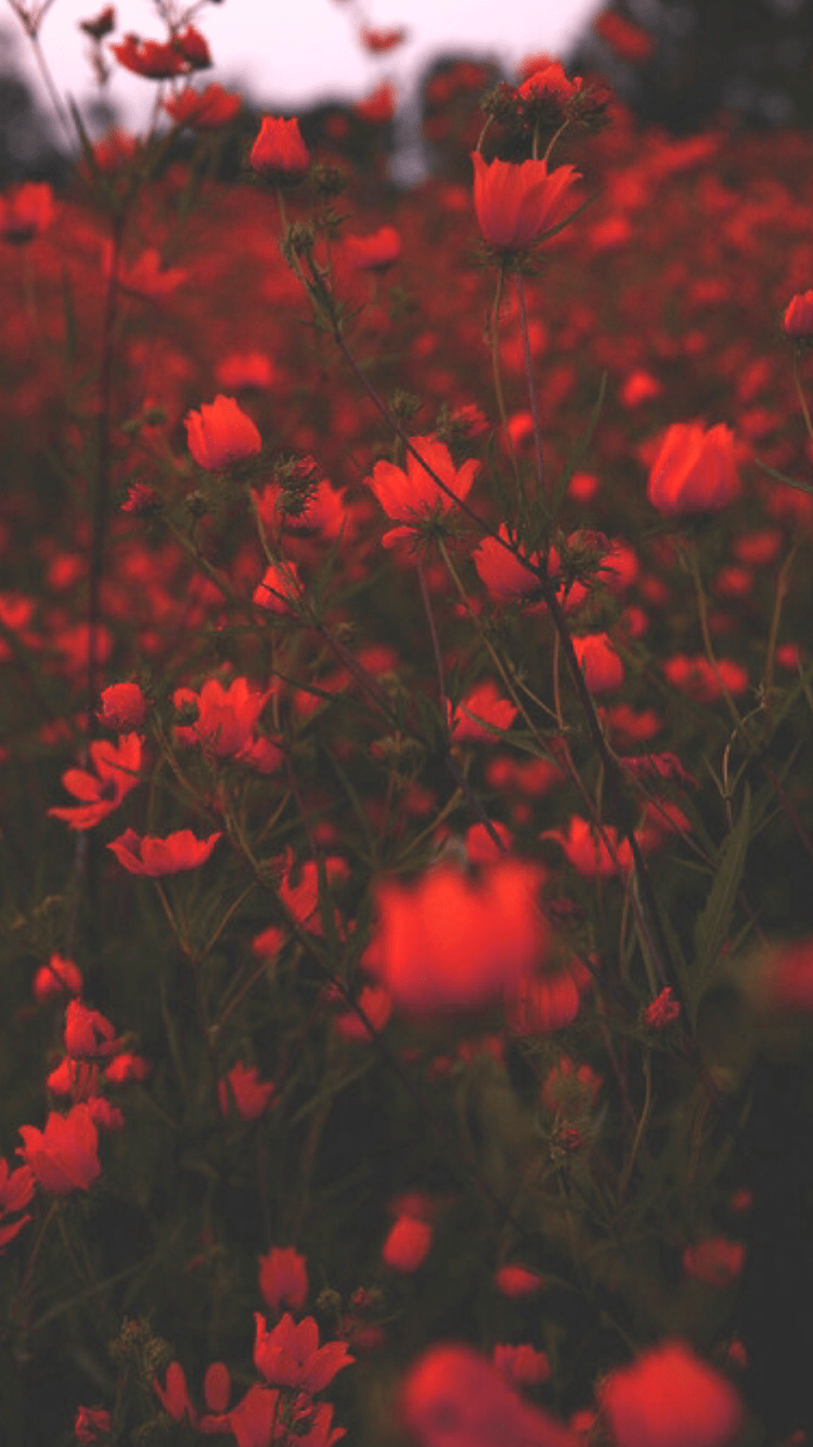 Aesthetic Red Flower Wallpapers Wallpaper Cave