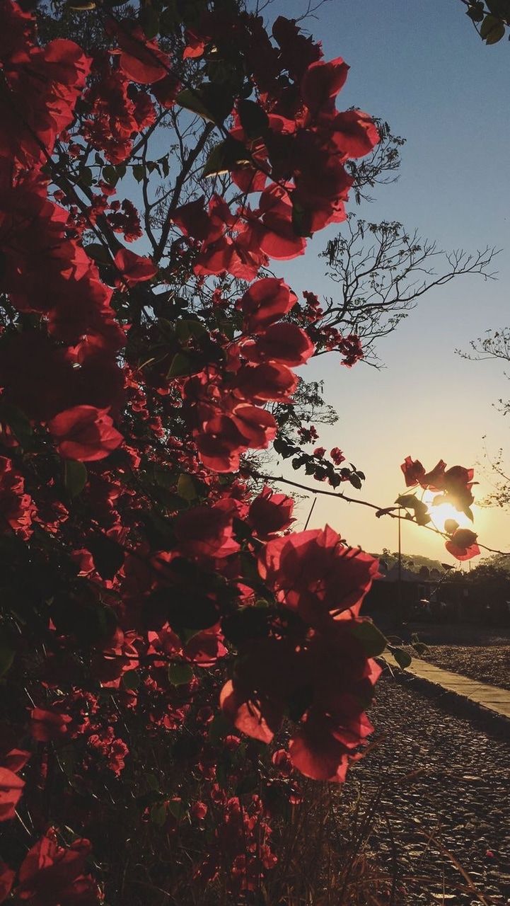 Aesthetic Red Flower Wallpapers Wallpaper Cave