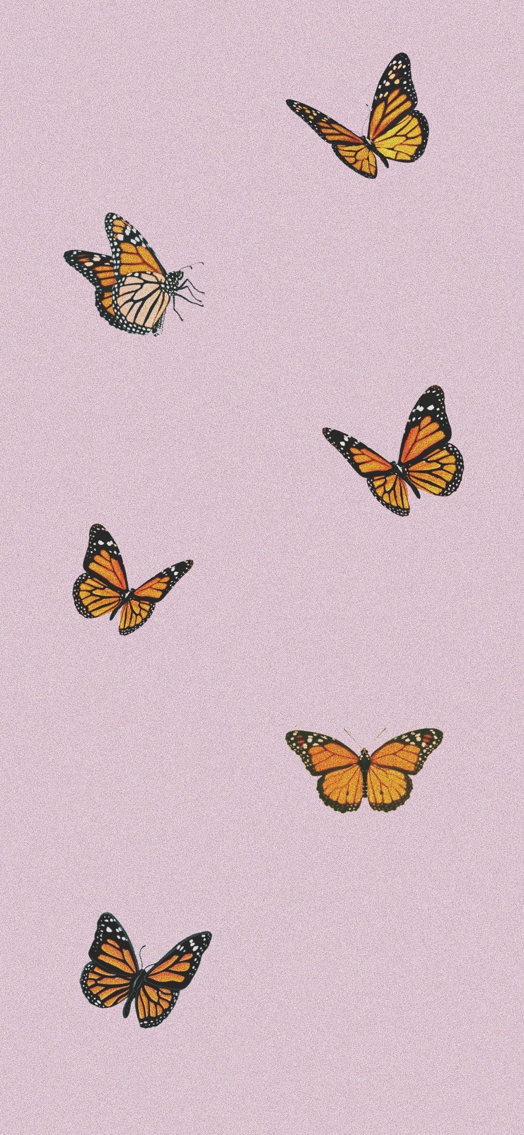 Cute Aesthetic Butterflies Wallpapers Wallpaper Cave