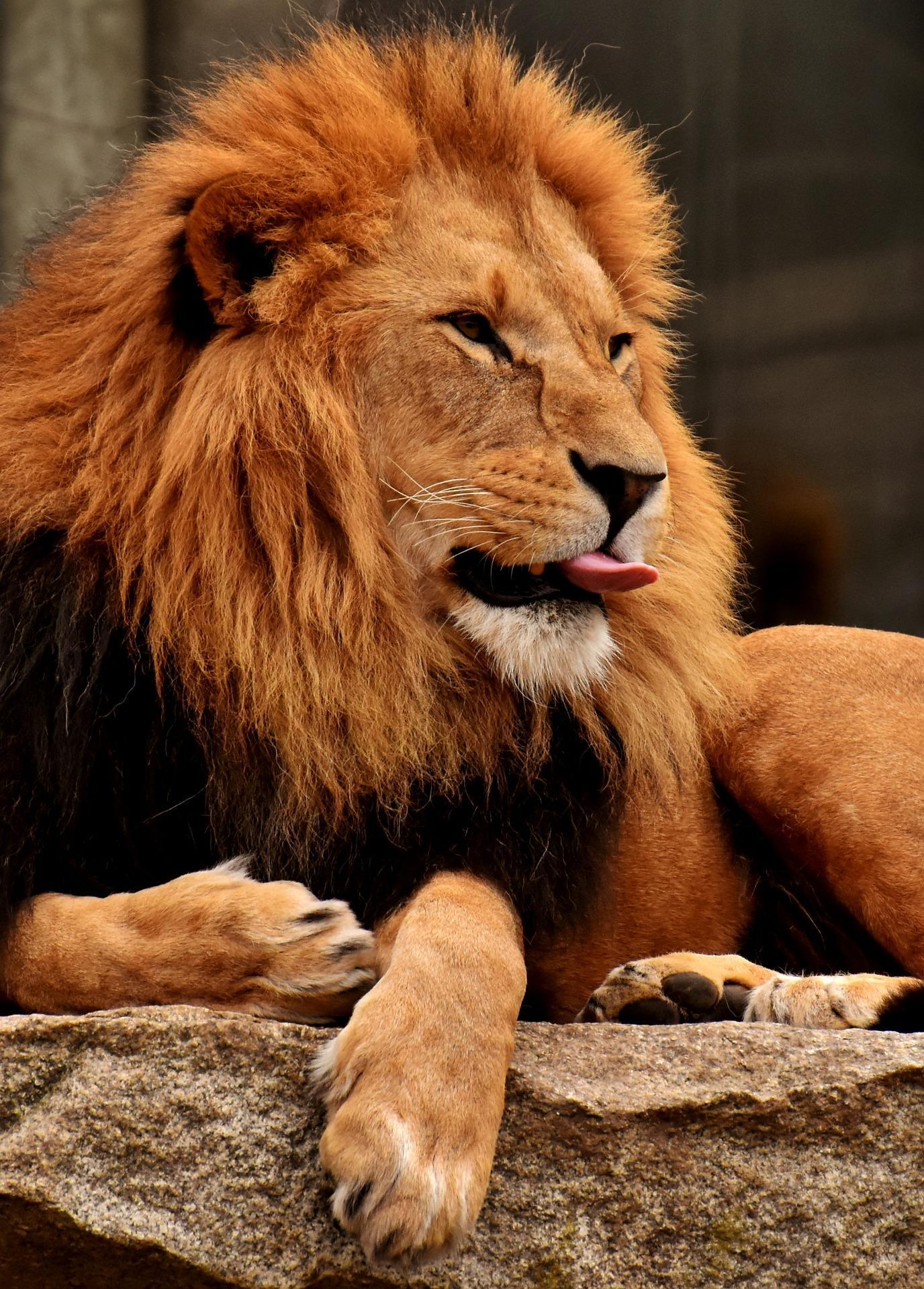 Lion Mobile Wallpapers Wallpaper Cave