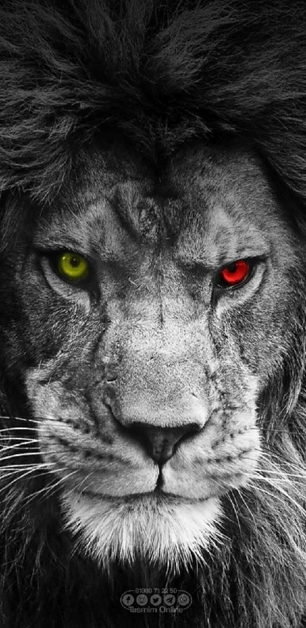 Lion Mobile Wallpapers Wallpaper Cave