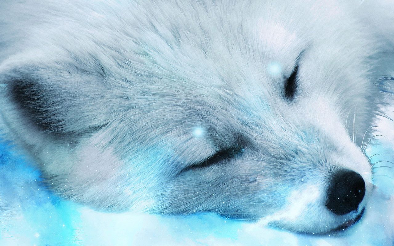Cute Baby Wolf Wallpaper