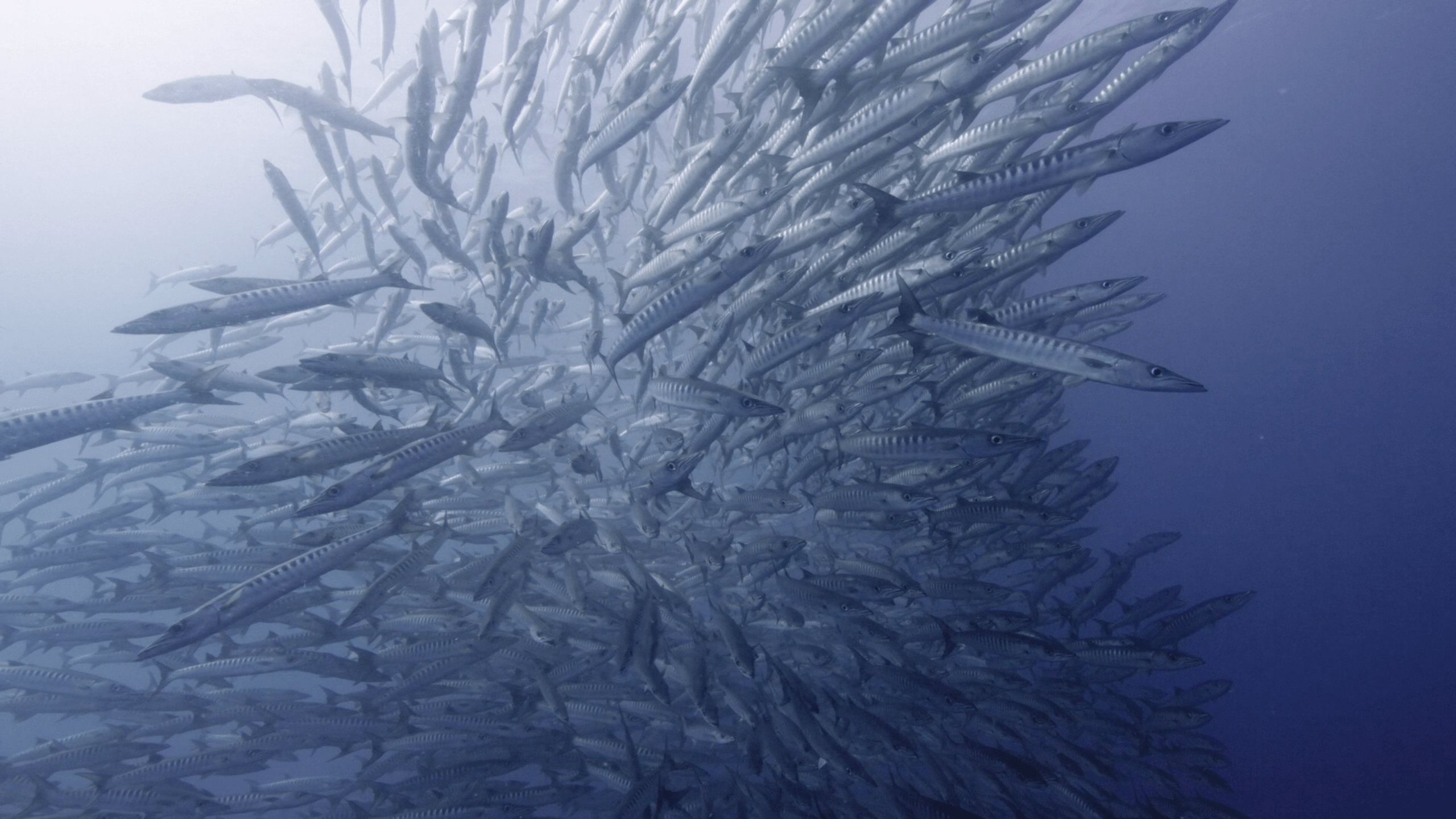 Apple Tv Wallpapers Wallpaper Cave