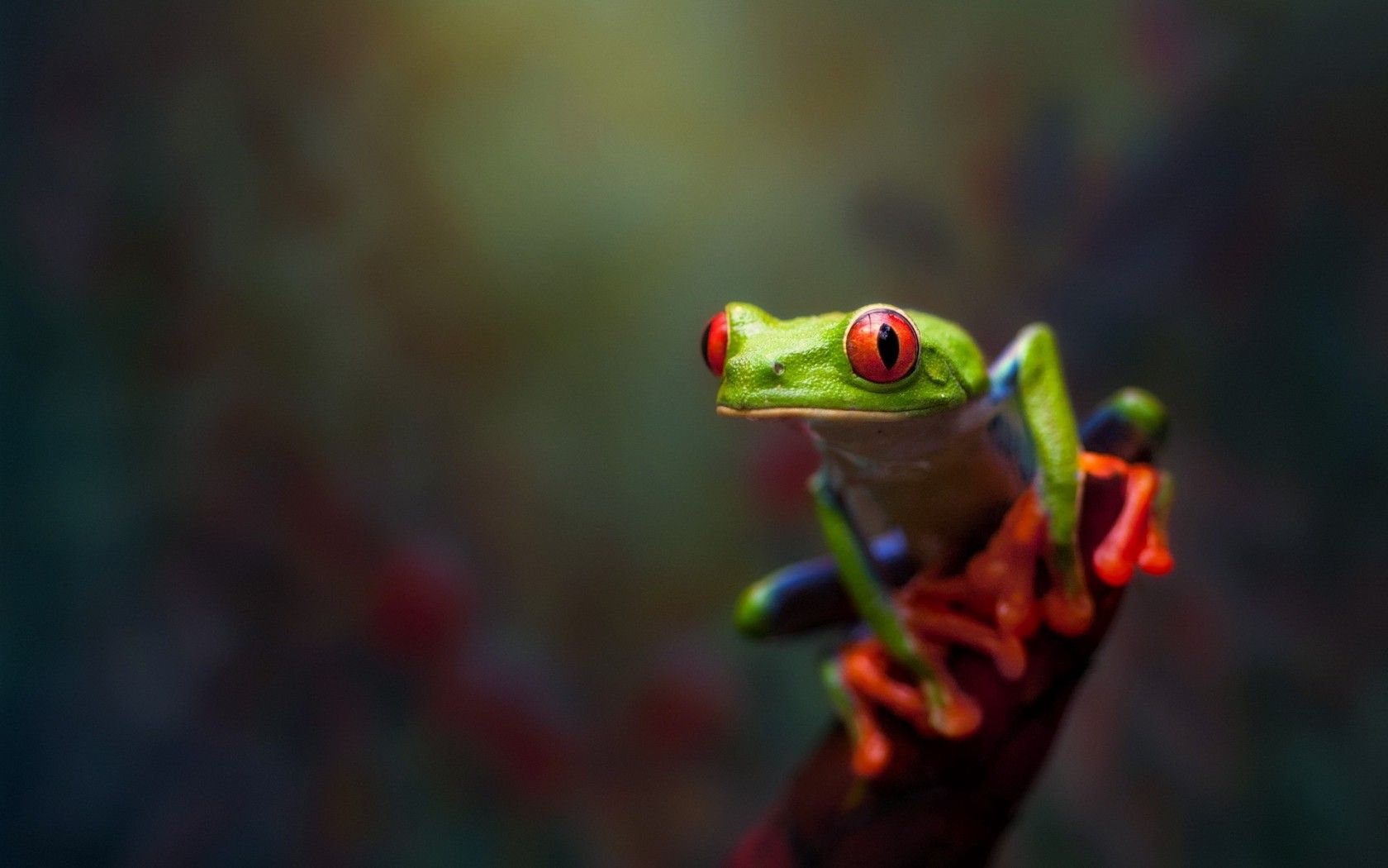 Green Frog Wallpapers Wallpaper Cave