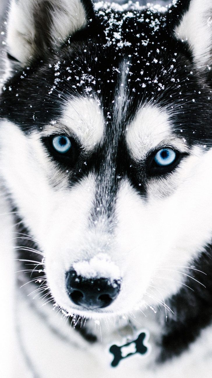 Siberian Husky Eyes Wallpaper