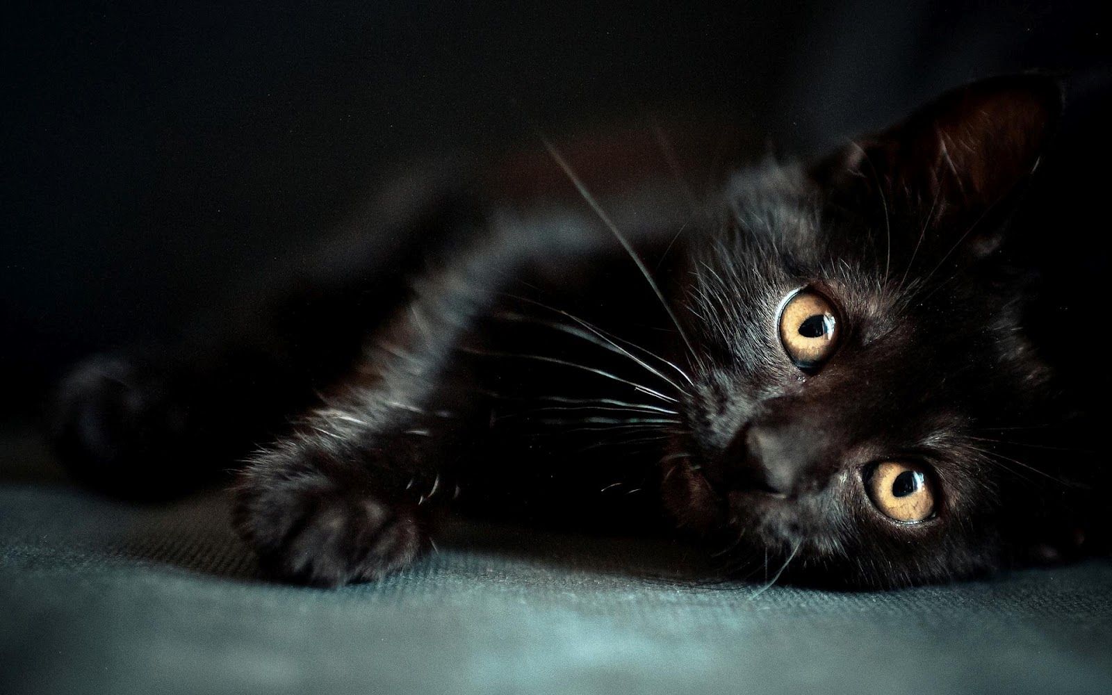 Black Kittens Wallpapers Wallpaper Cave