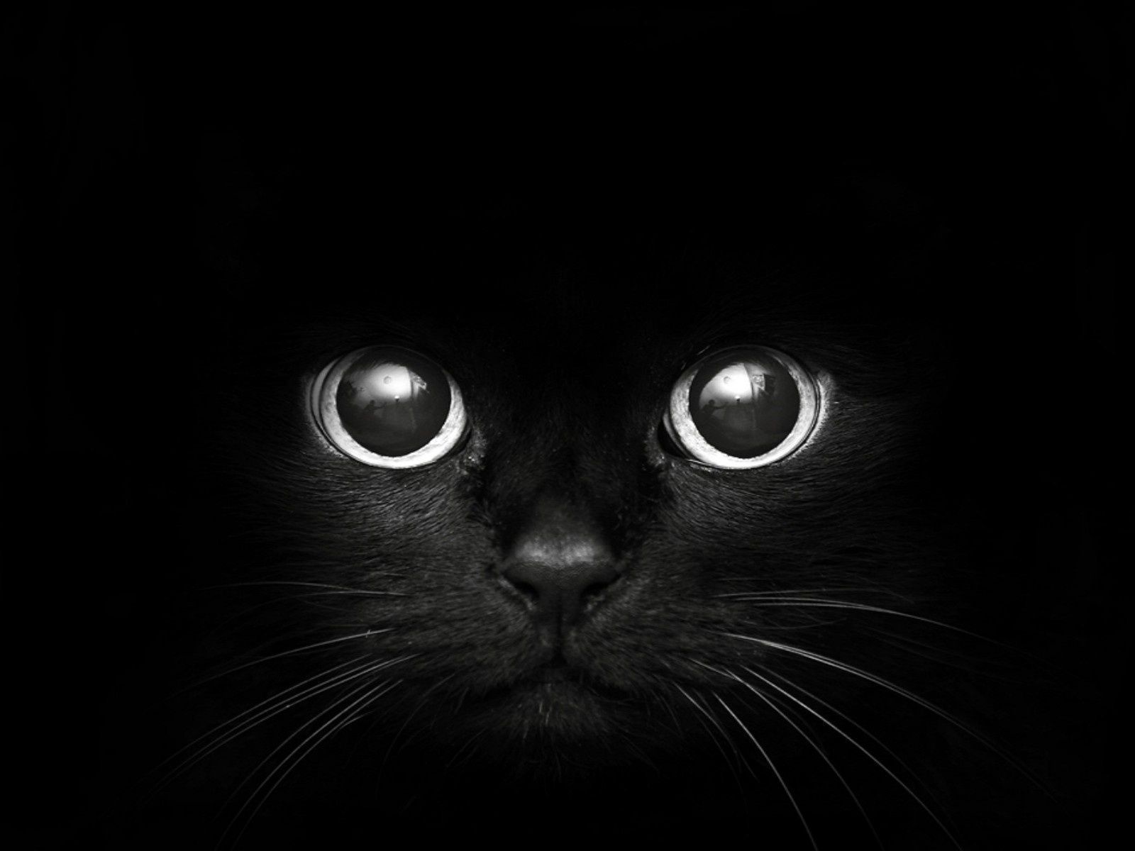 Black Kittens Wallpapers Wallpaper Cave