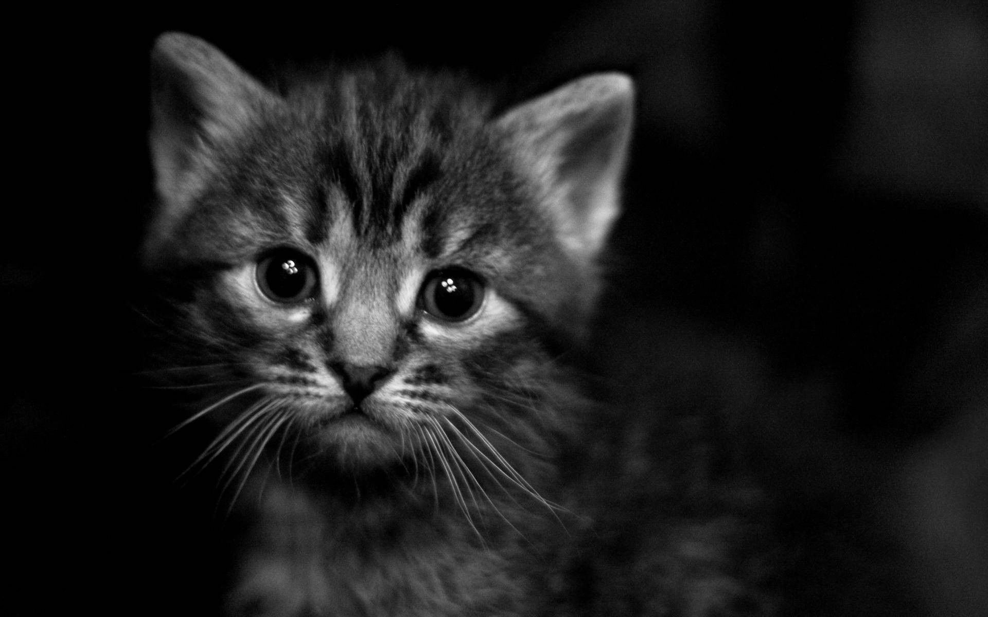 Black Kittens Wallpapers Wallpaper Cave