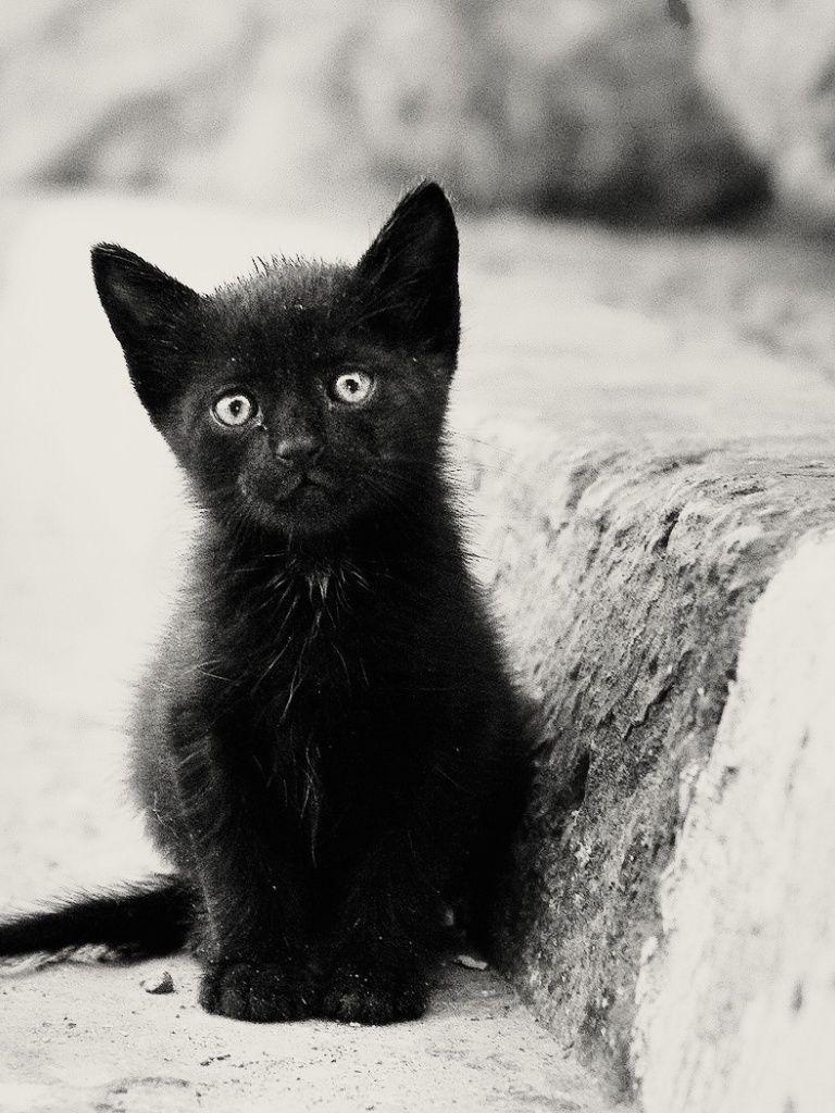 Black Kittens Wallpapers Wallpaper Cave