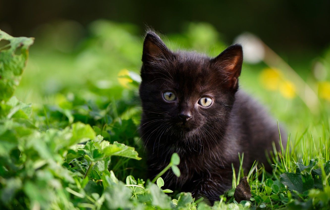 Black Kittens Wallpapers Wallpaper Cave