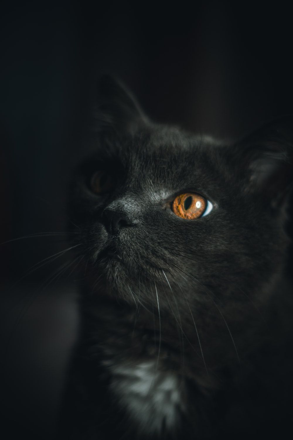 Dark Cat Wallpapers Wallpaper Cave
