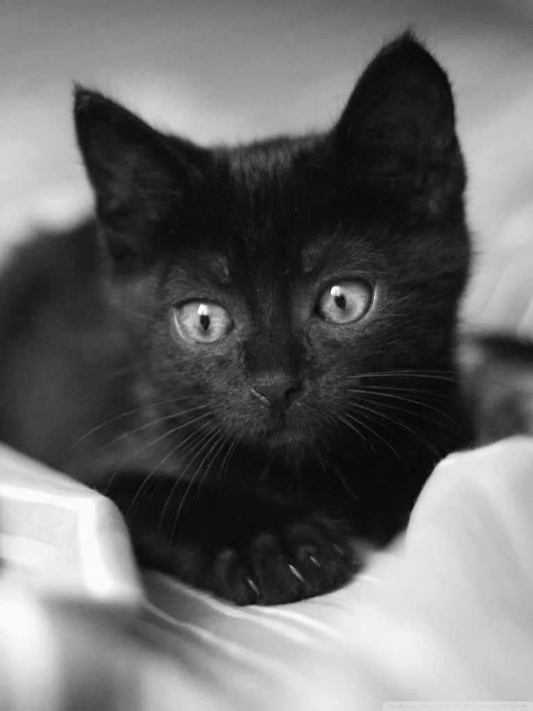 Black Kittens Wallpapers Wallpaper Cave