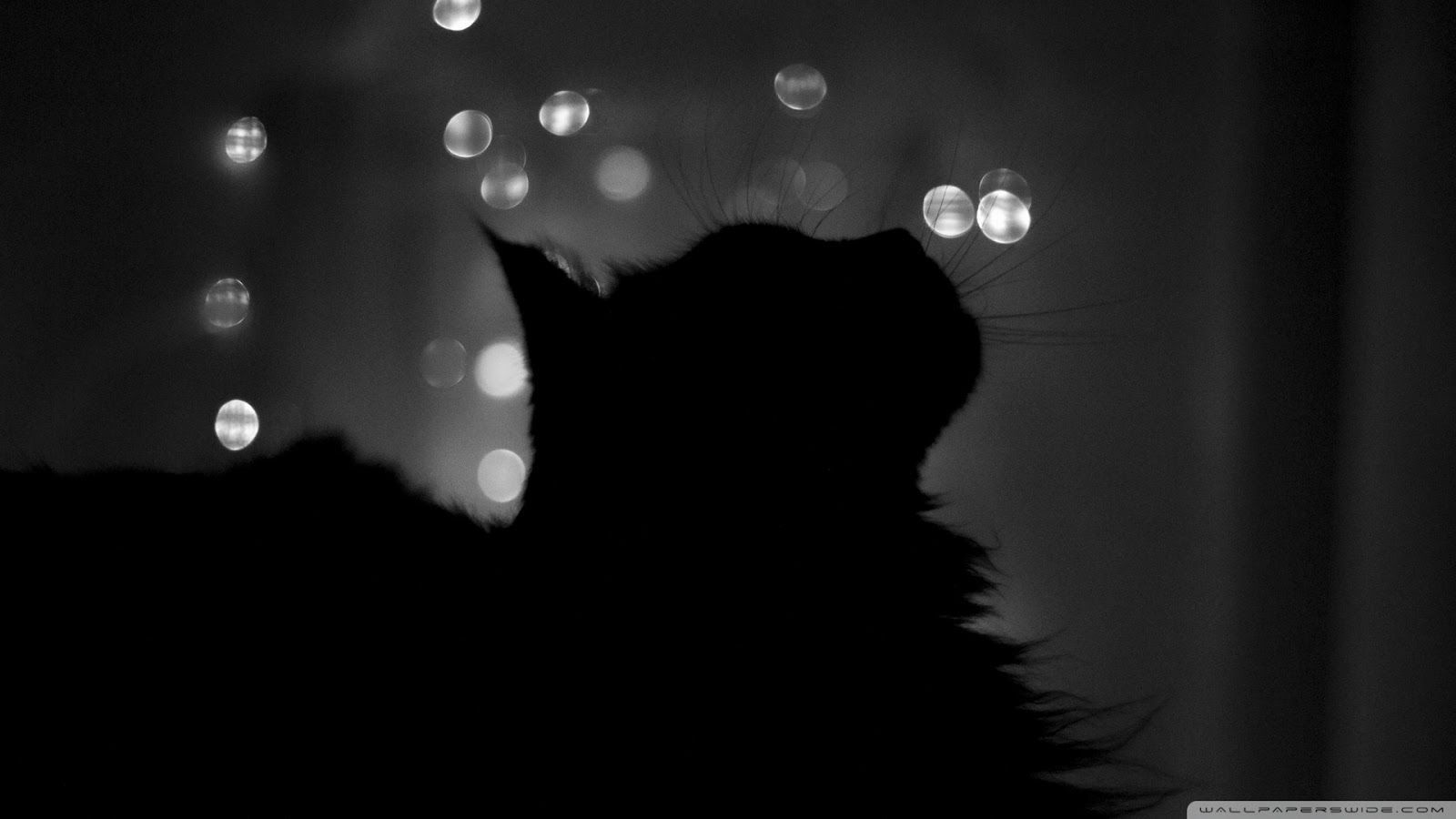 Black Kittens Wallpapers Wallpaper Cave