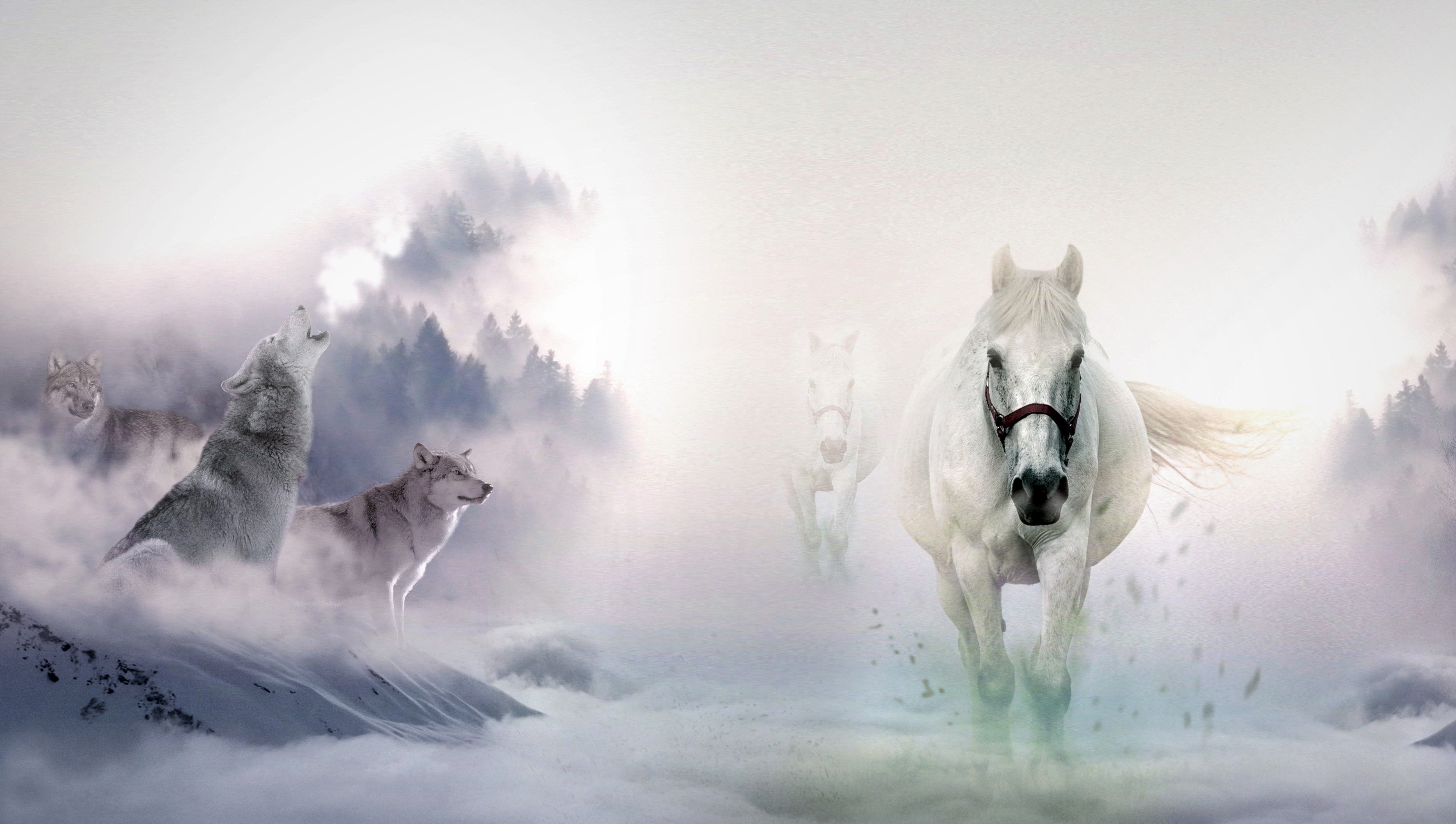 Wolves And Eagles Wallpapers Wallpaper Cave