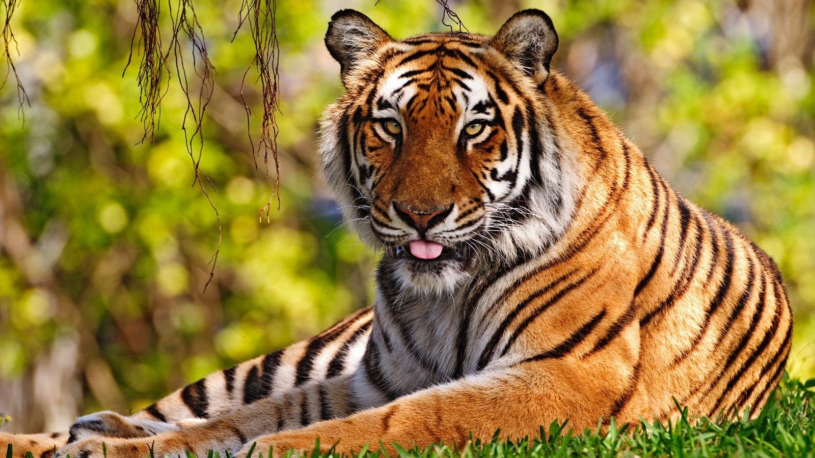 Royal Bengal Tiger Wallpapers Wallpaper Cave