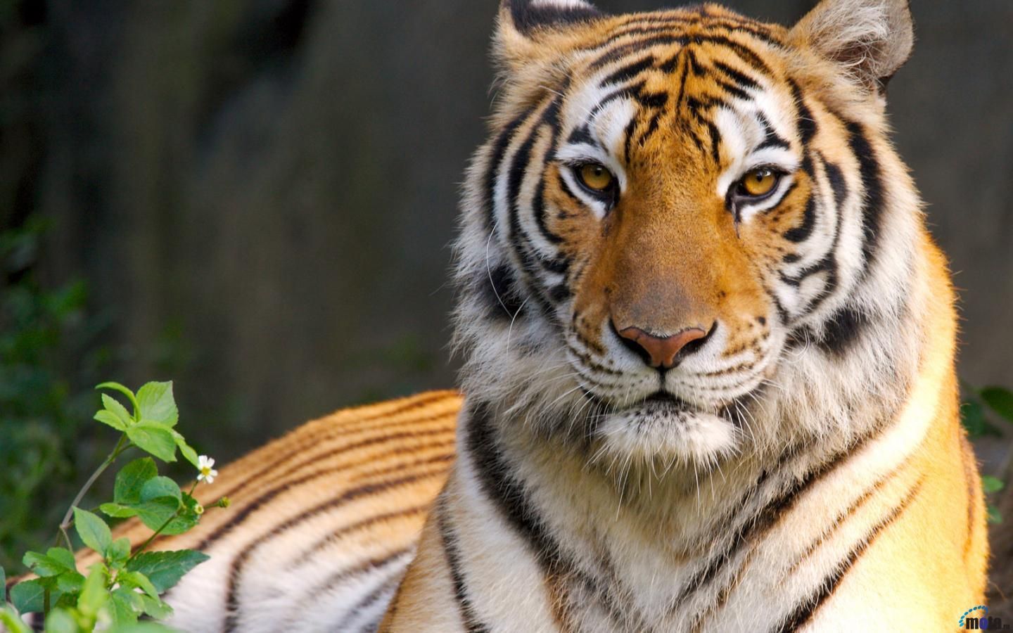 Royal Bengal Tiger Wallpapers Wallpaper Cave
