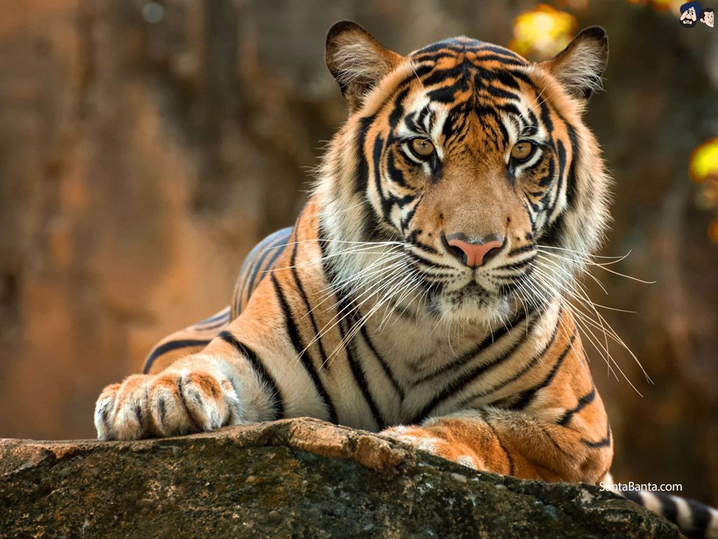 Royal Bengal Tiger Wallpapers Wallpaper Cave