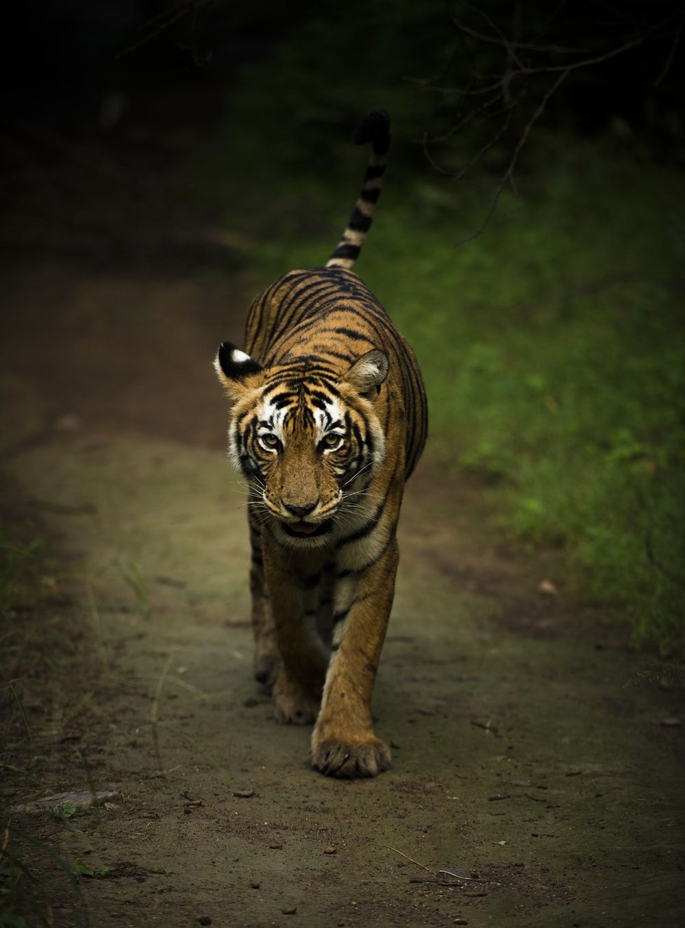 Royal Bengal Tiger Wallpapers Wallpaper Cave