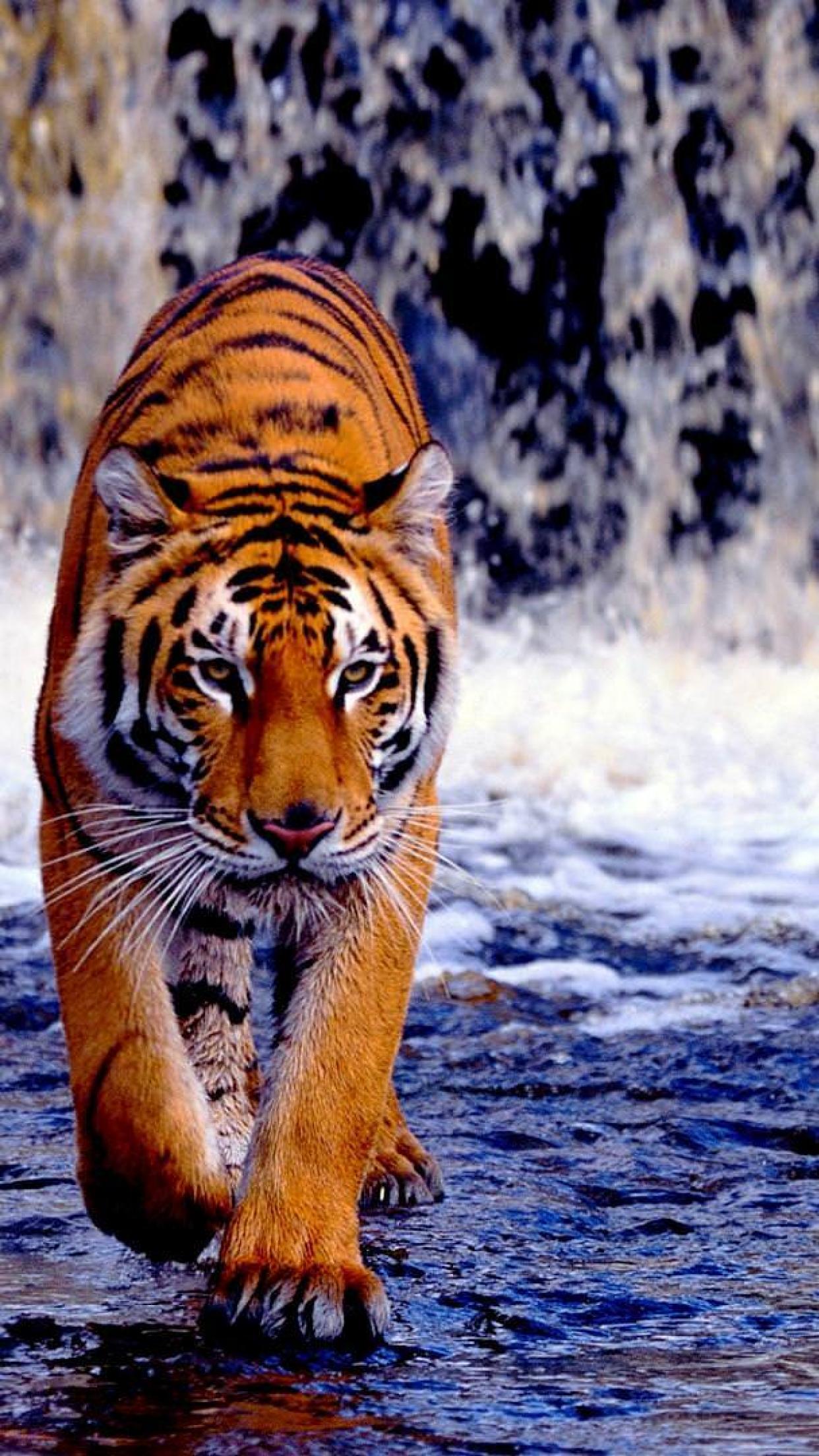Royal Bengal Tiger Wallpapers Wallpaper Cave