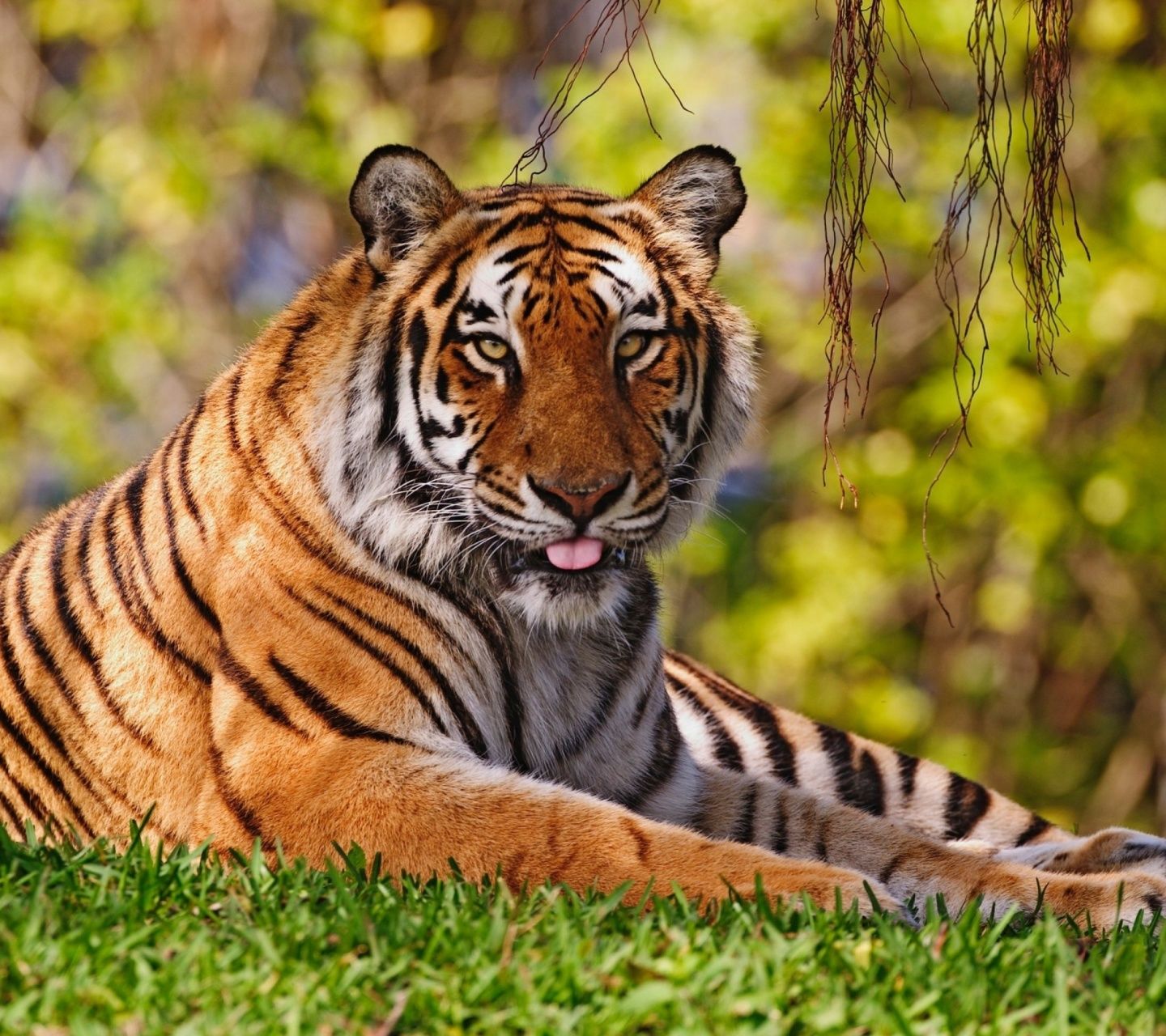 Royal Bengal Tiger Wallpapers Wallpaper Cave