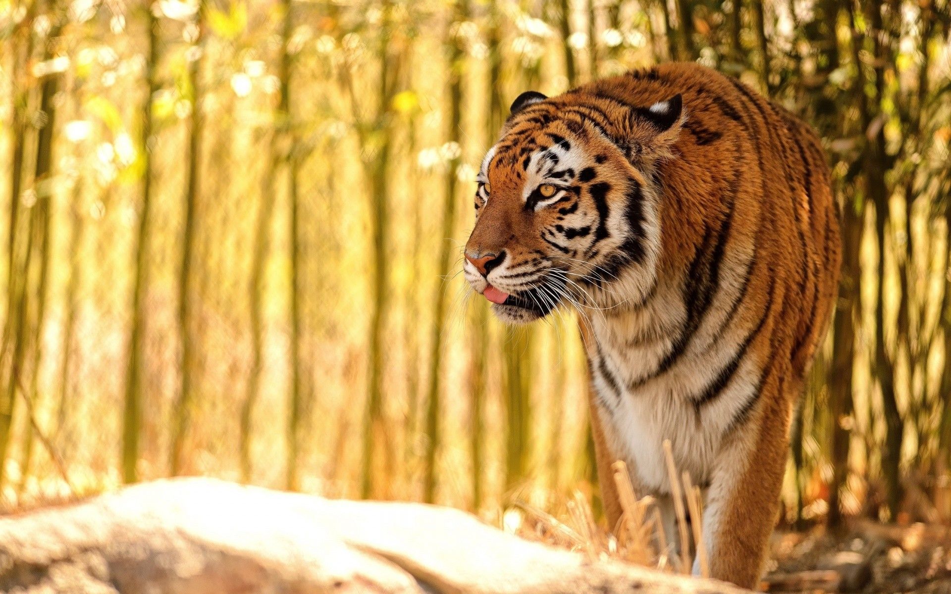 Royal Bengal Tiger Wallpapers Wallpaper Cave