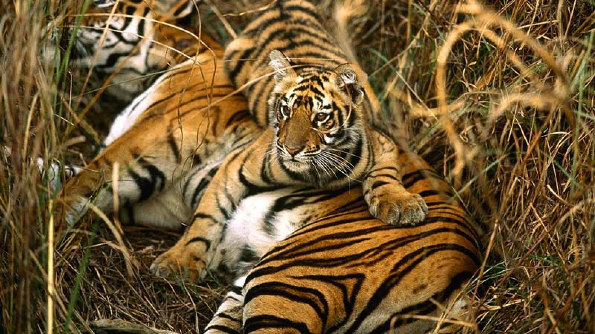 Royal Bengal Tiger Wallpapers Wallpaper Cave